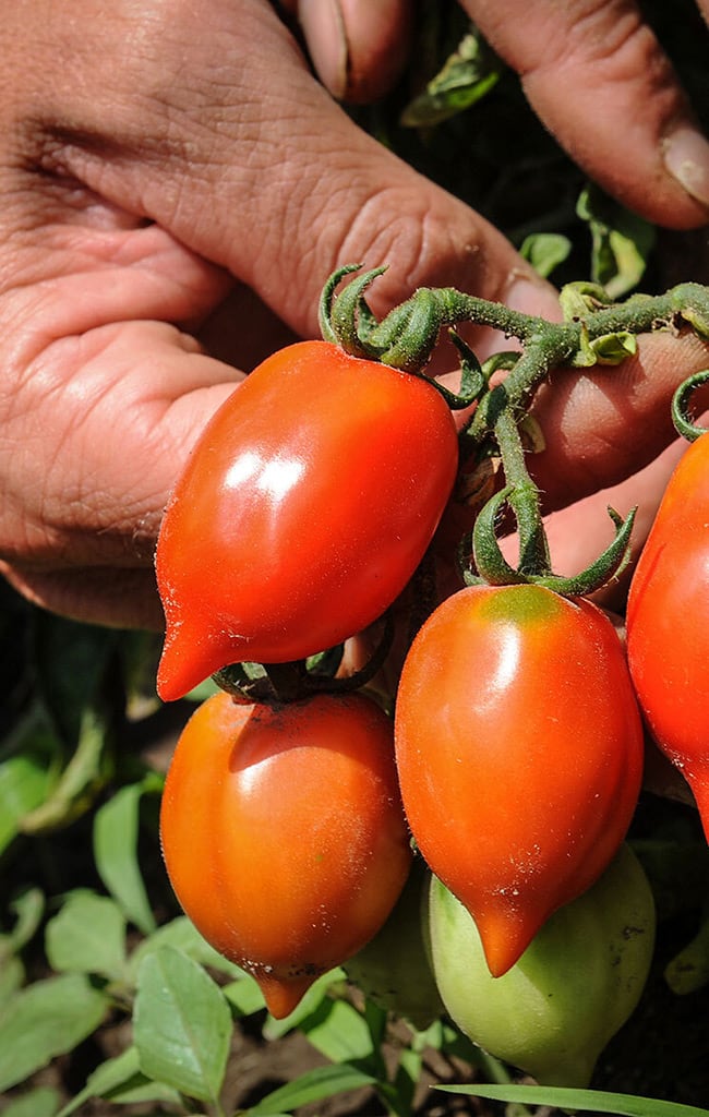 Itinerari enogastronomici