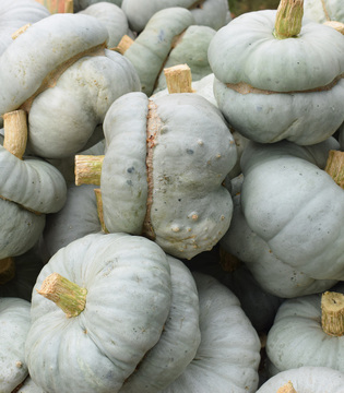 Zucca mantovana ©Shuttertstock