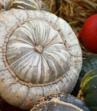 Zucca mantovana ©Shuttertstock
