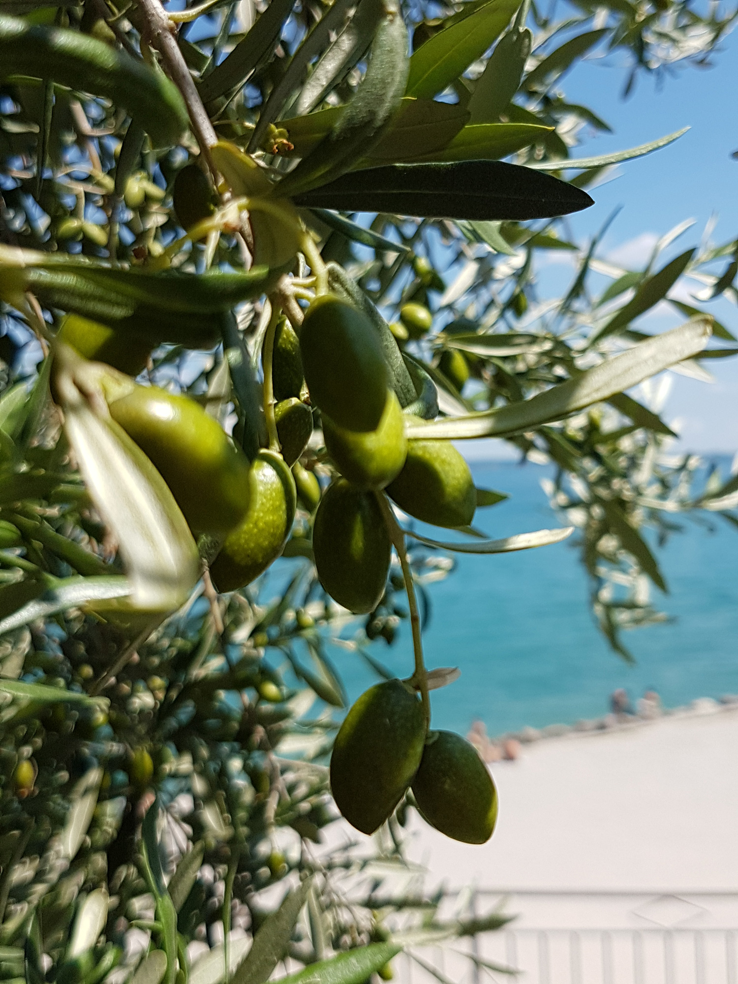 Olive del Garda © Shutterstock