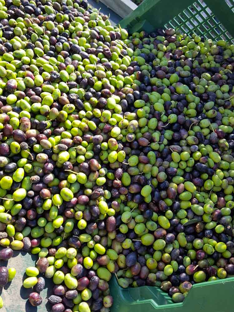 Oli di quercetana © Arianna Luisi