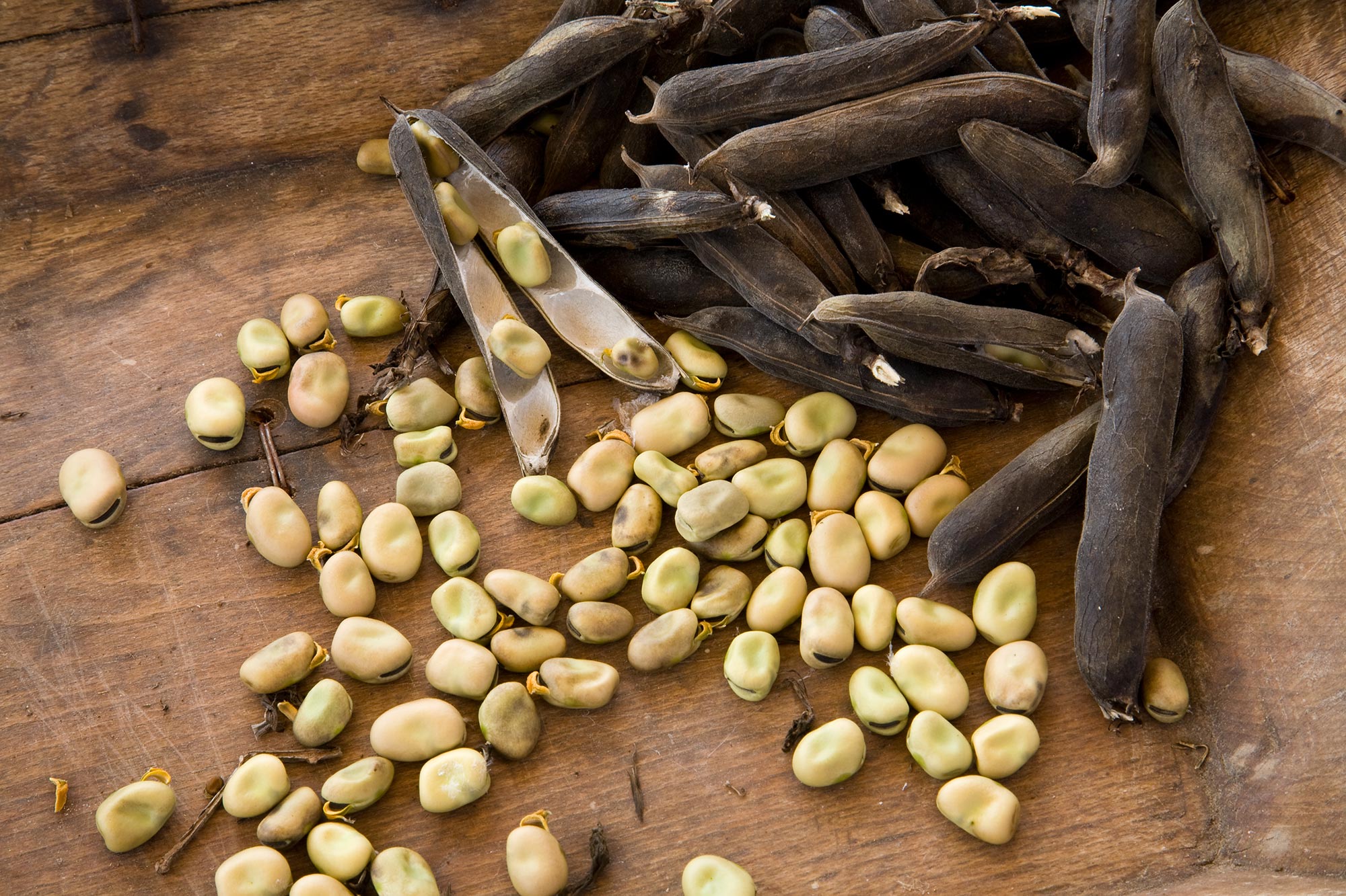 Legumi ternani © Paolo Andrea Montanaro