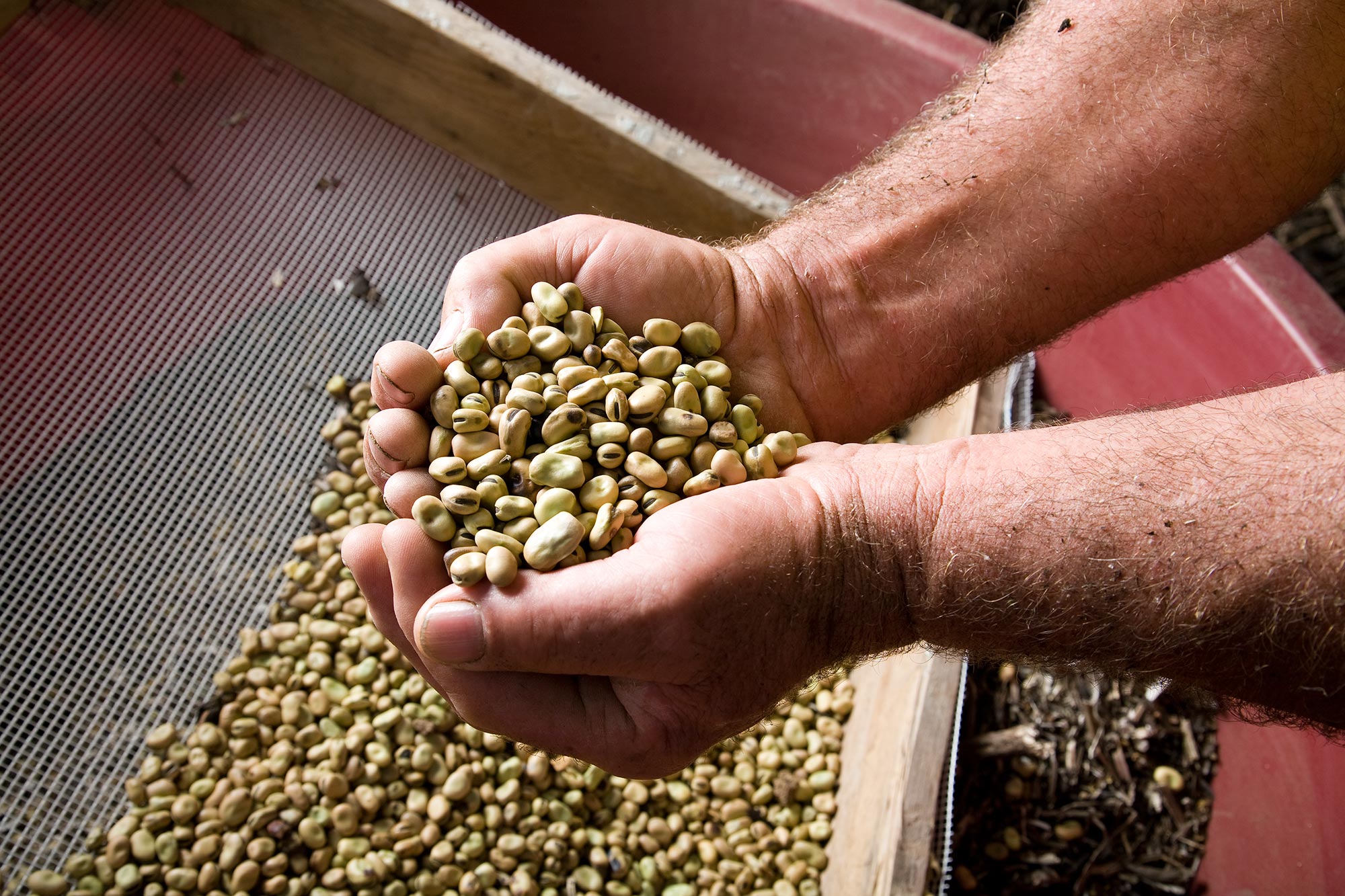 Legumi ternani © Paolo Andrea Montanaro