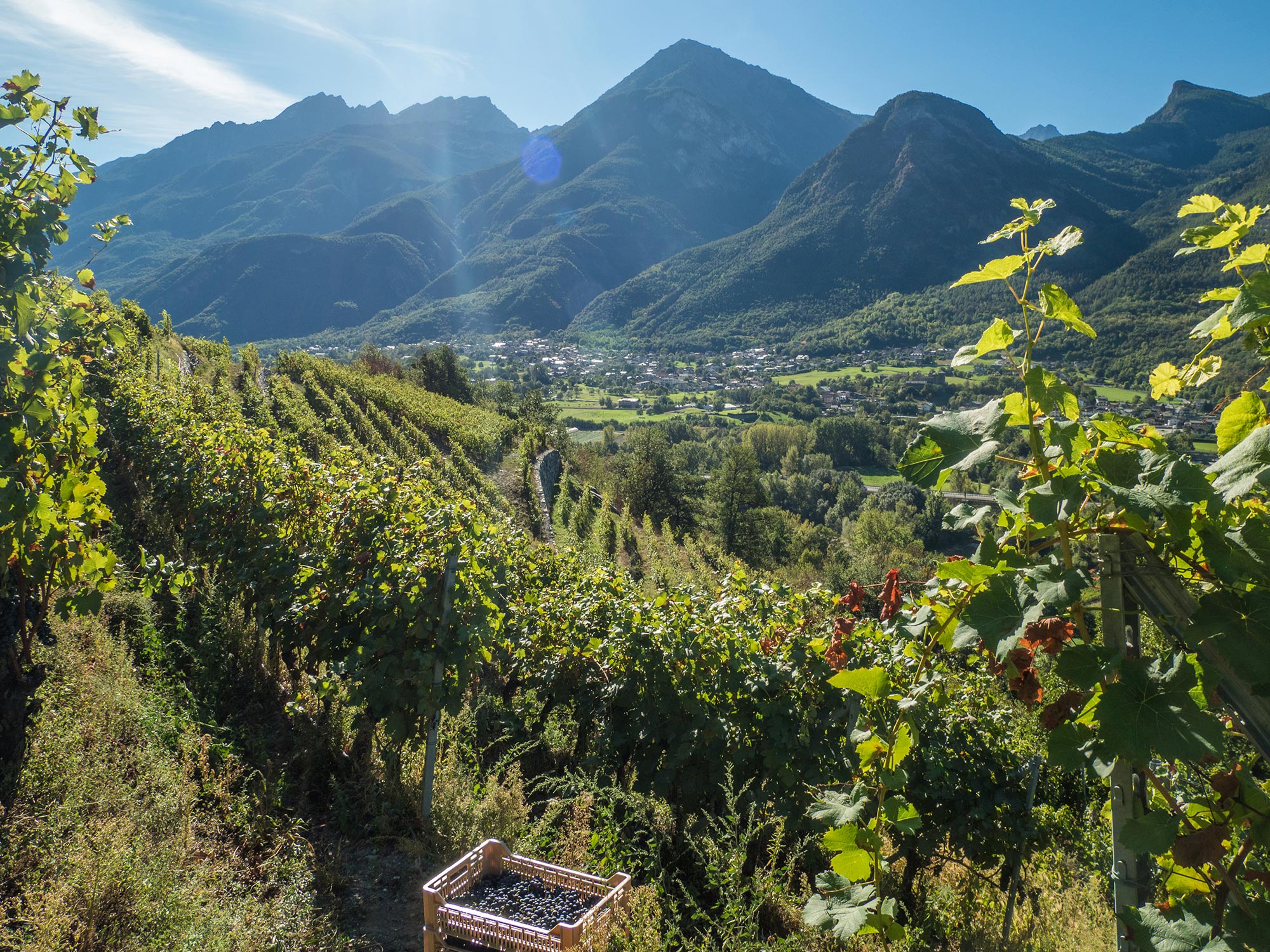 Vini valdostani © Shutterstock