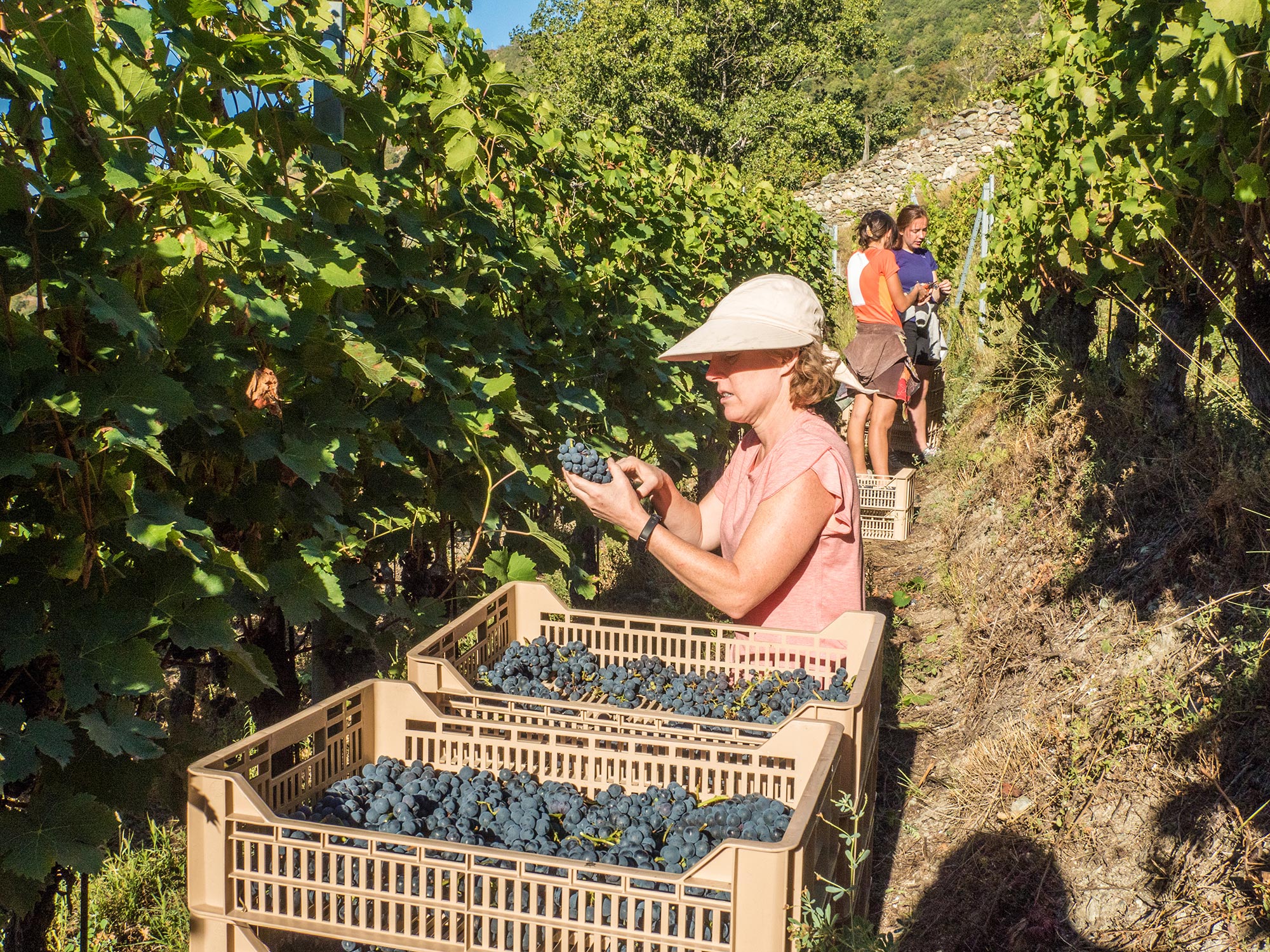 Vini valdostani © Shutterstock