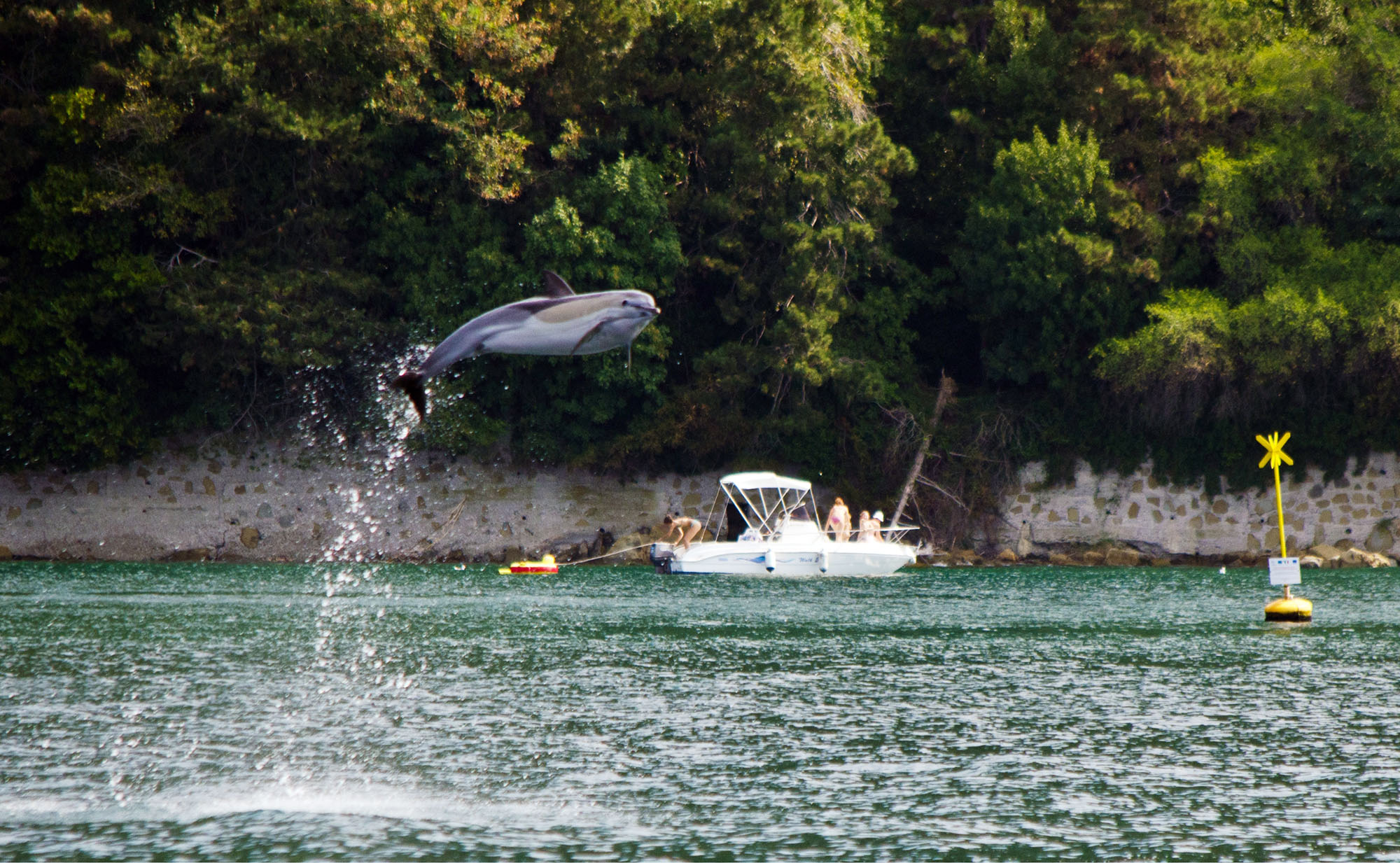 Salto delfino © De Lorenzi