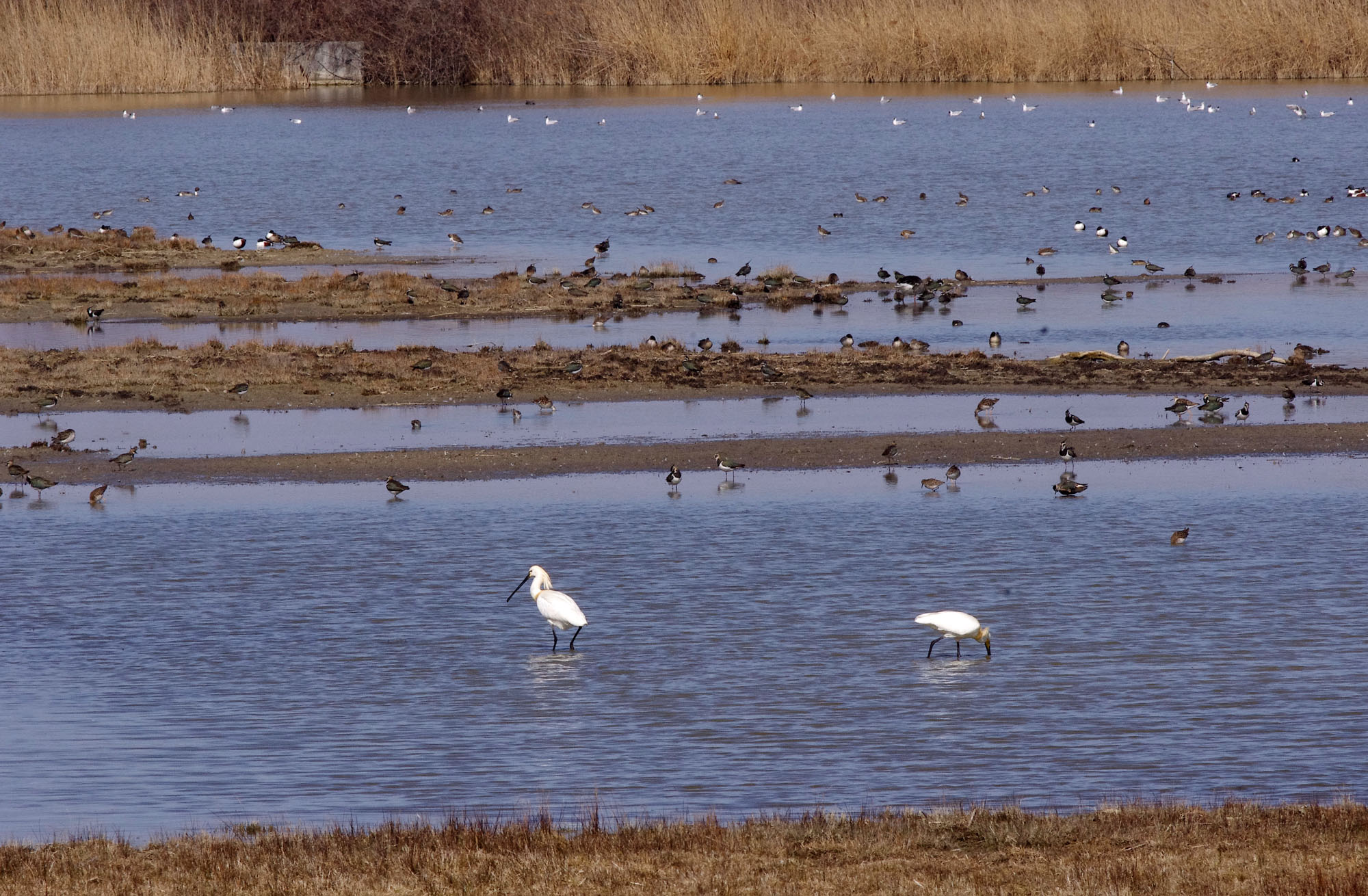 Oasi di Valle Averto © Giuseppe Borziello