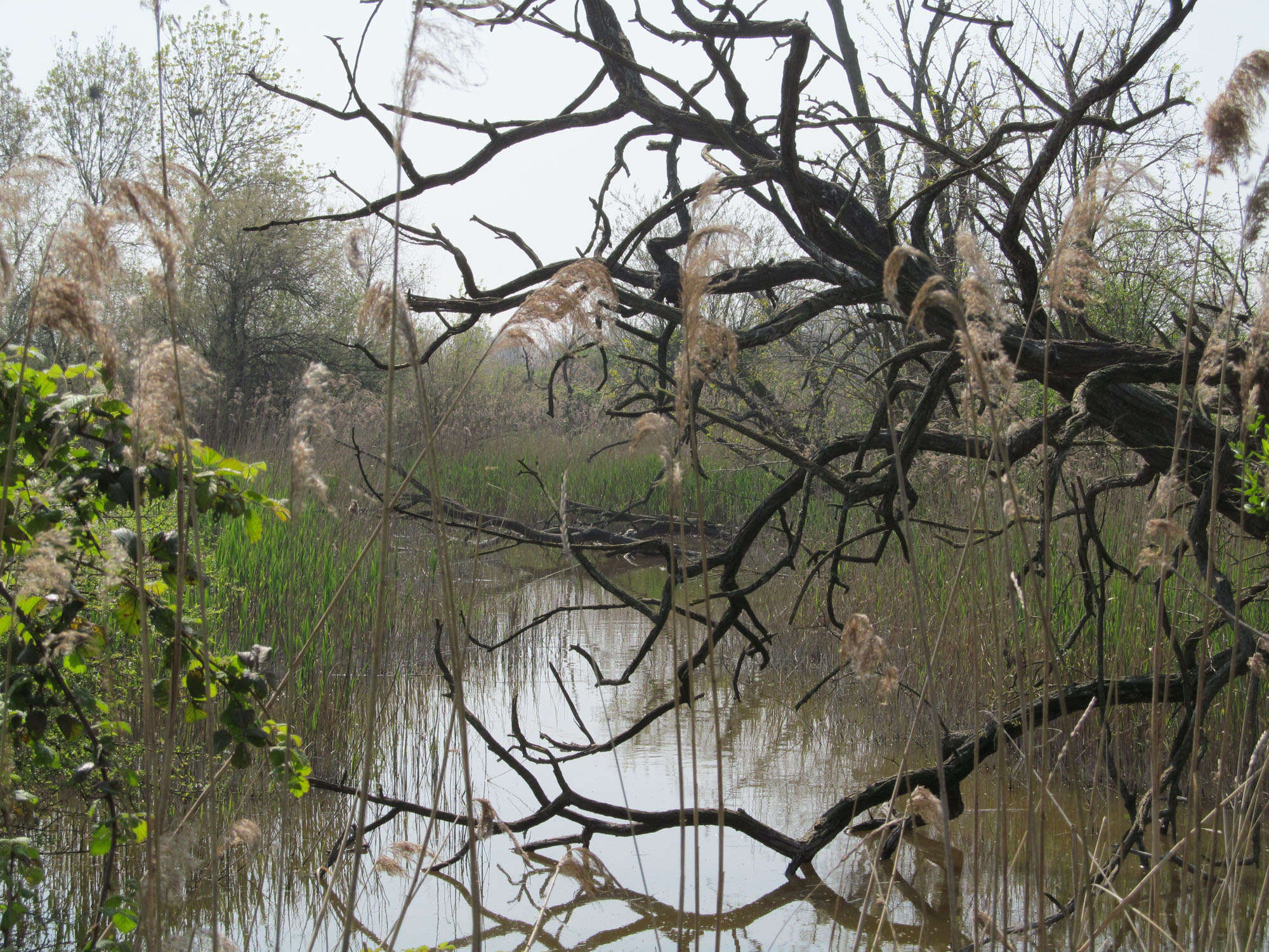 Canale nell'oasi di Valle Averto © M. Bernardi