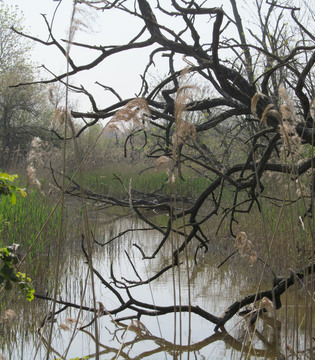 Canale nell'oasi di Valle Averto © M. Bernardi