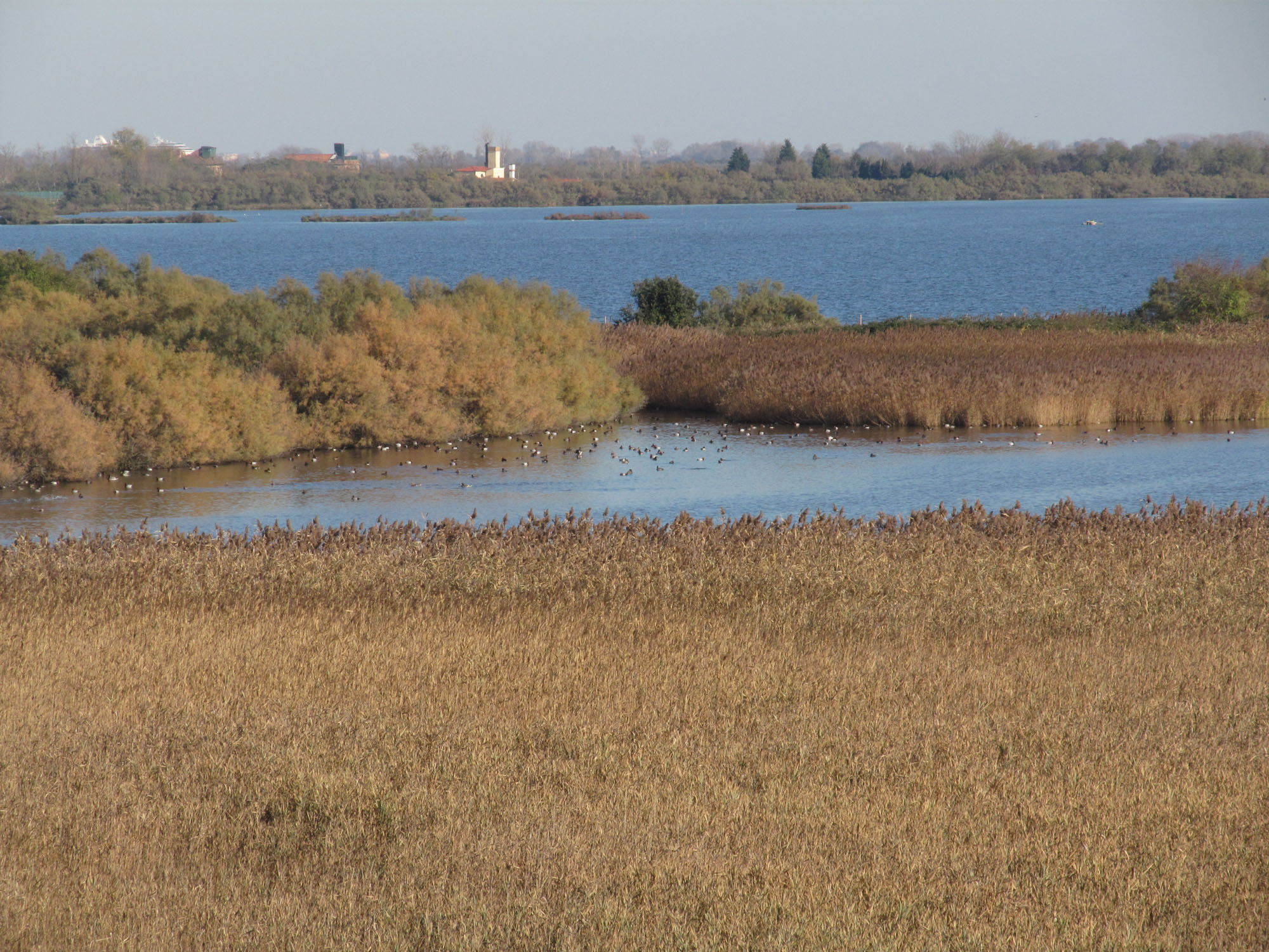 Canneto nell'oasi di Valle Averto © M. Bernardi
