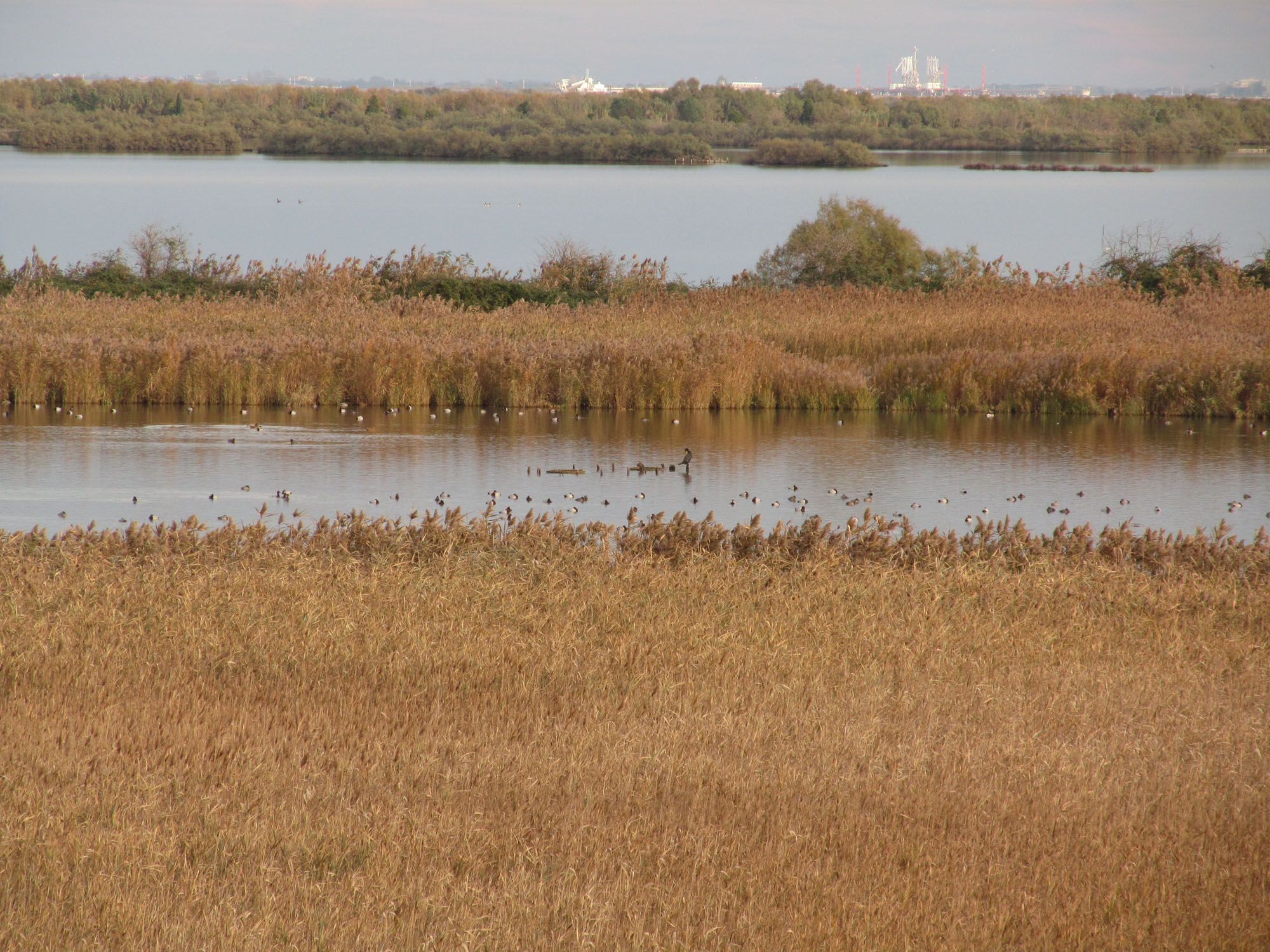 Canneto e uccelli nell'oasi di Valle Averto © M. Bernardi