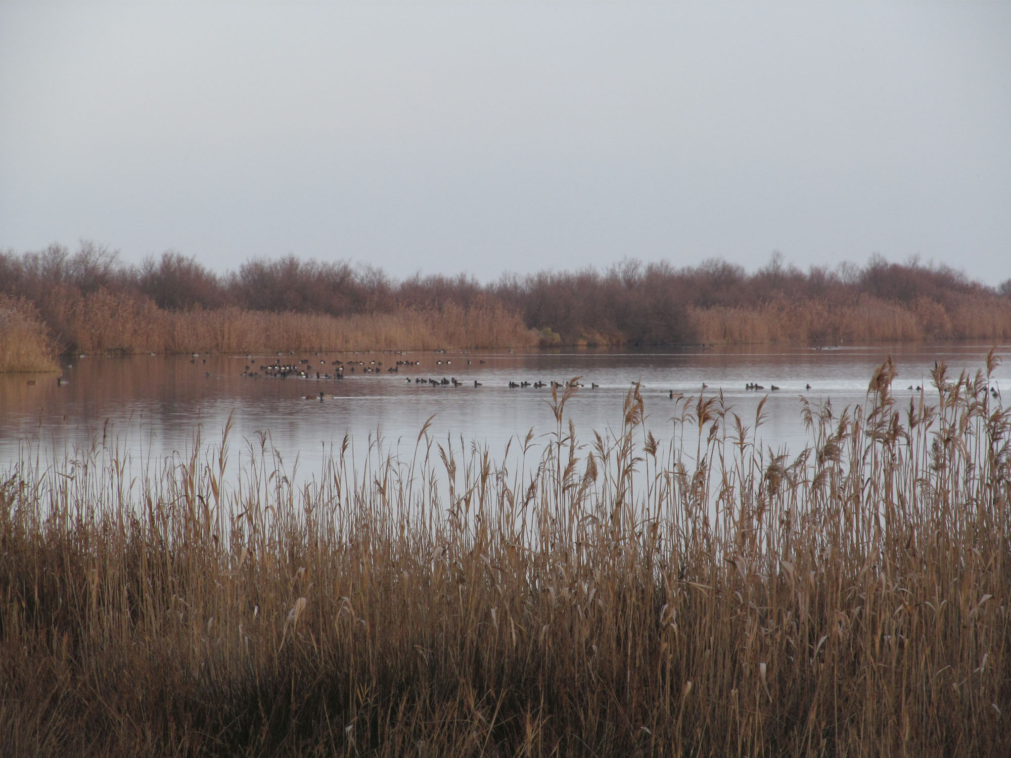 Oasi di Valle Averto © M. Bernardi
