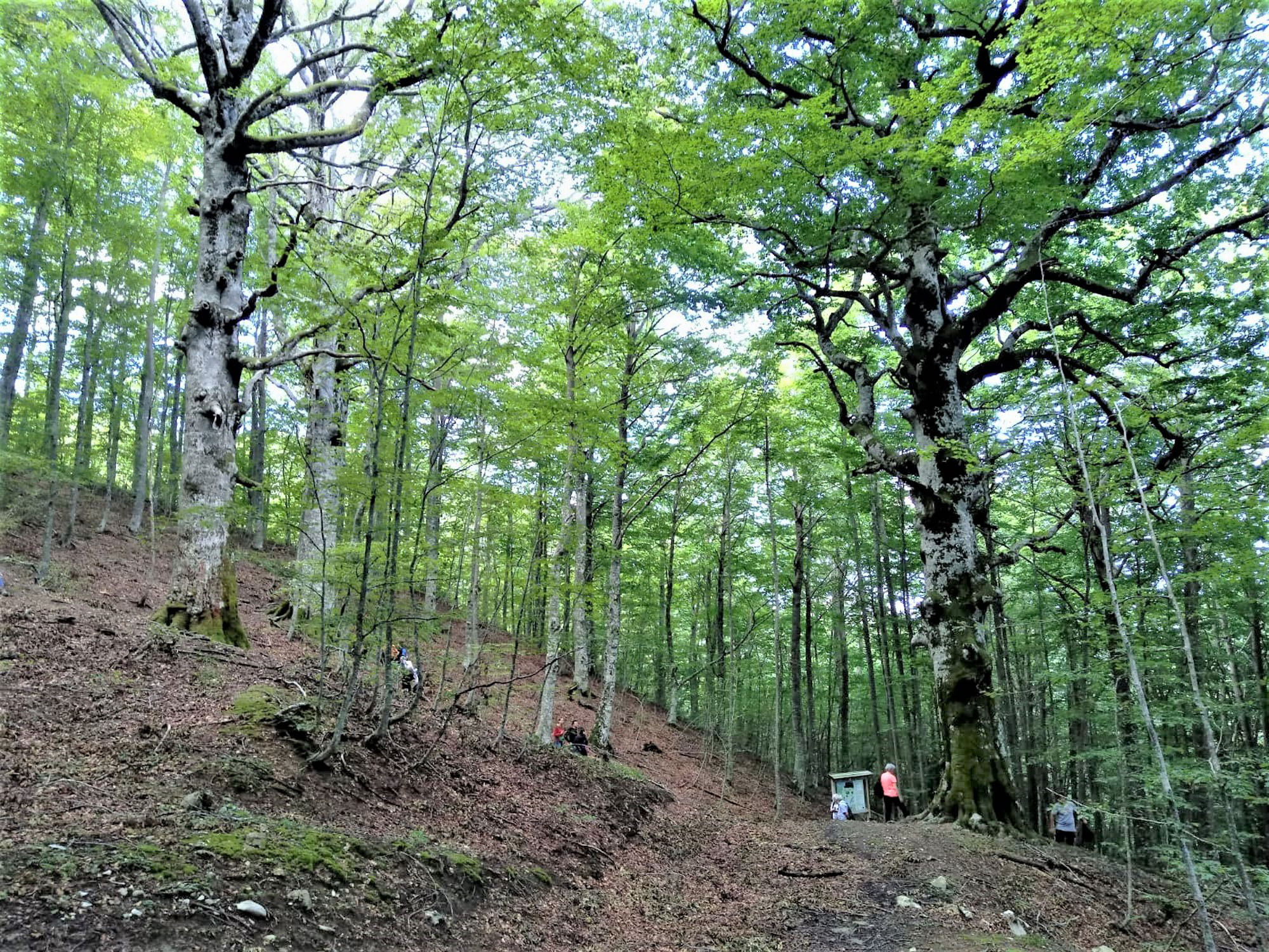 Oasi WWF Guardiaregia- Campochiaro © M. Marinelli