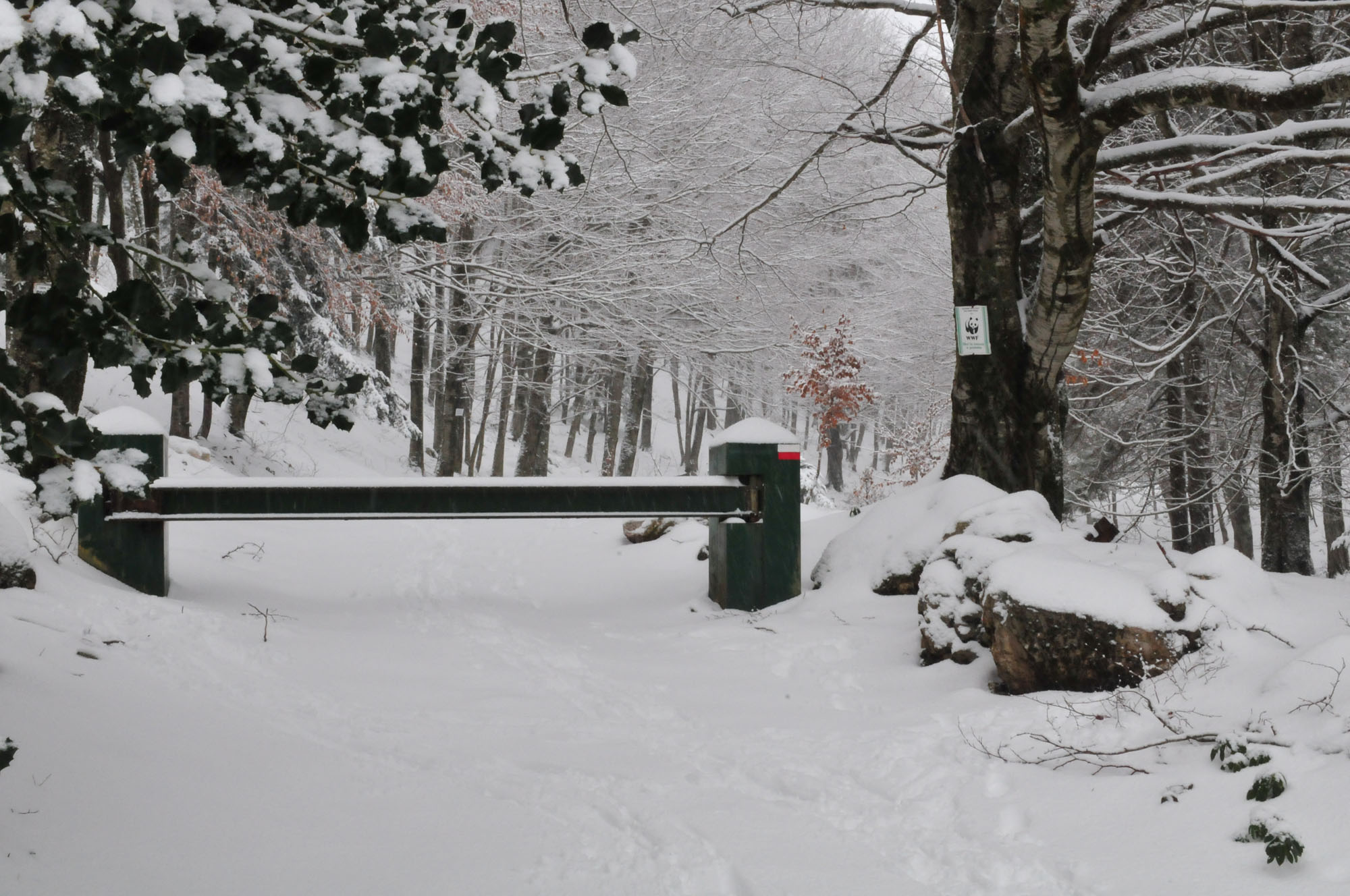 Oasi WWF Guardiaregia- Campochiaro © Nicola Merola