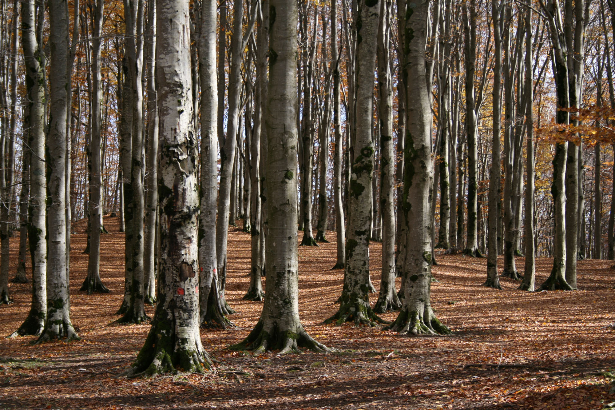 Oasi WWF Guardiaregia- Campochiaro © M. Martinelli
