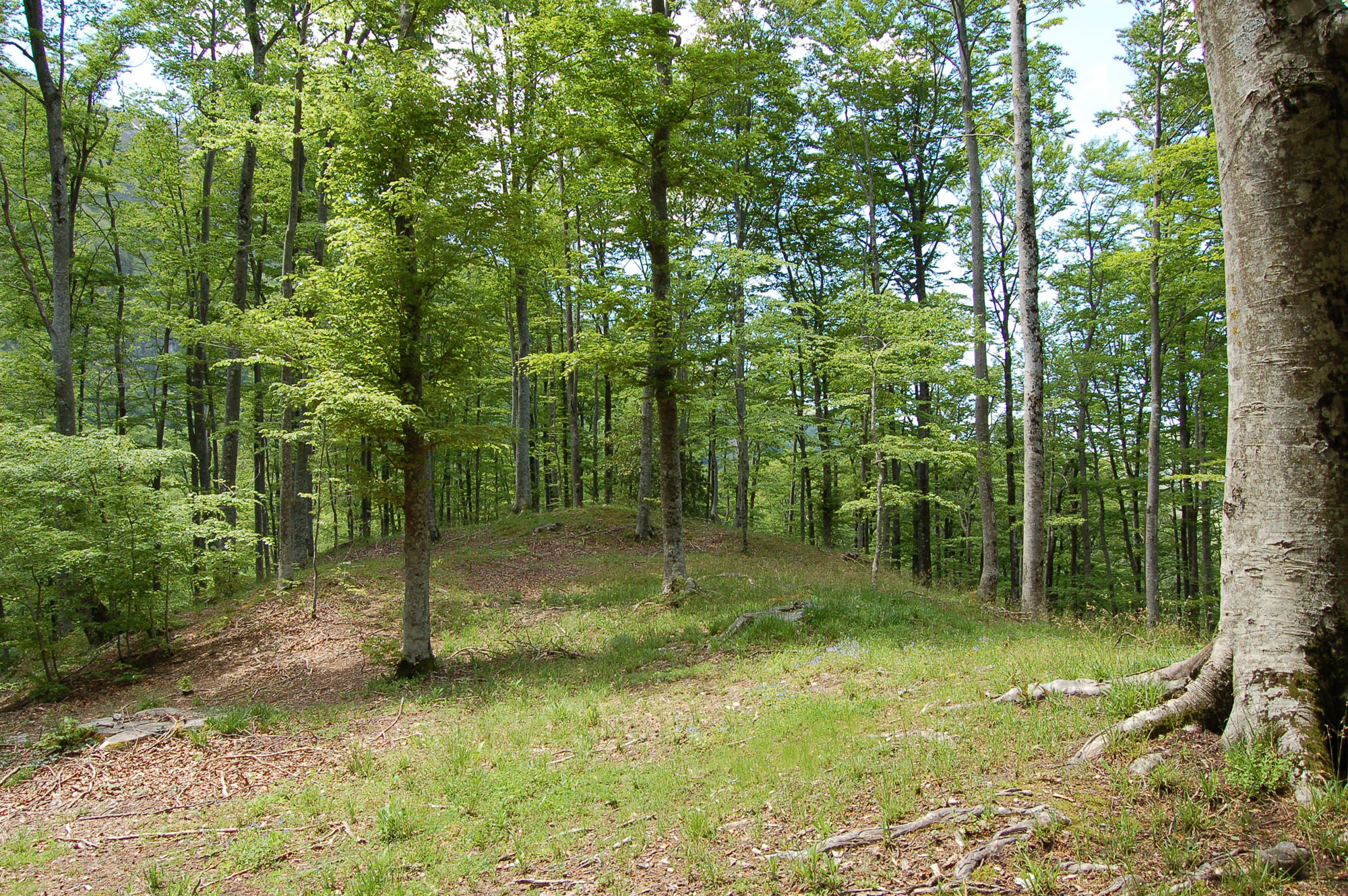 Oasi WWF Guardiaregia- Faggeta © N. Merola