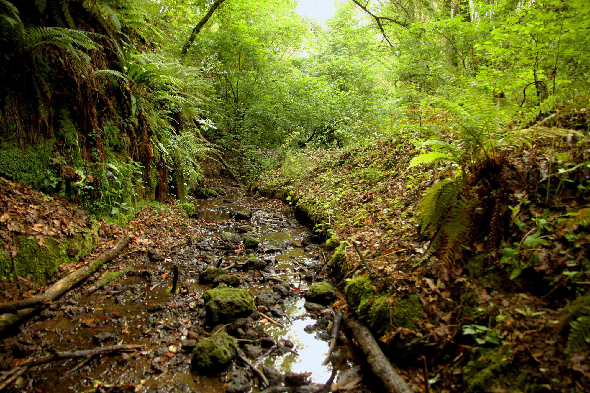 Oasi di Pian Sant’Angelo ©WWF Italia