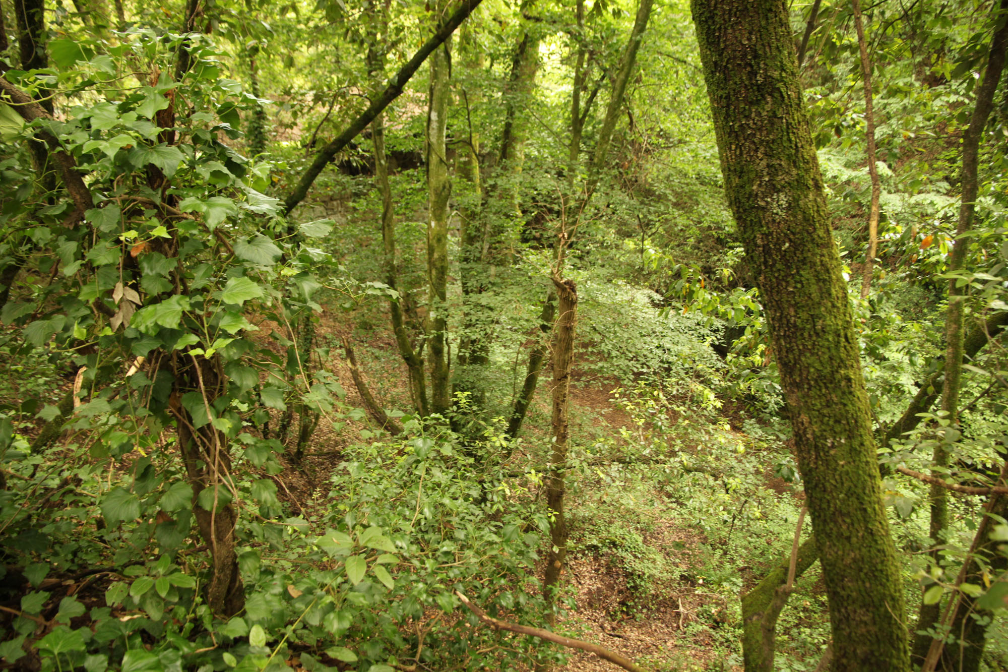 Oasi di Pian Sant’Angelo ©WWF Italia