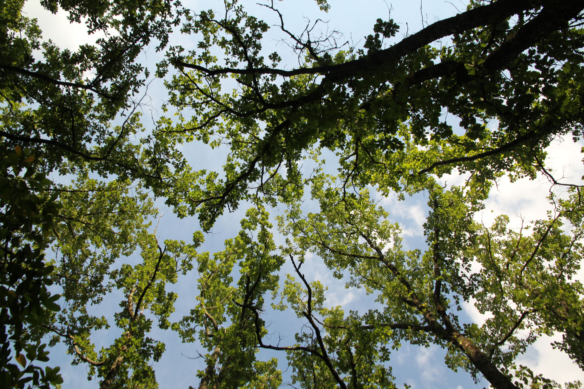 Oasi di Pian Sant’Angelo ©WWF Italia