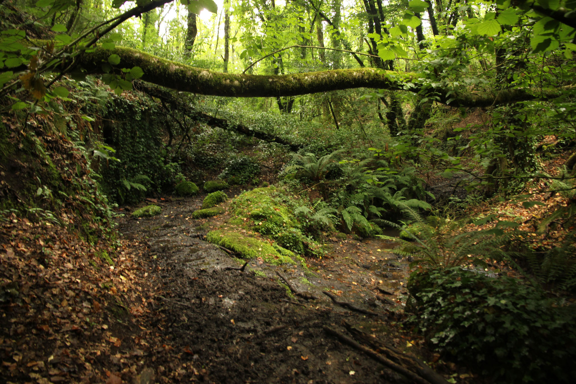Oasi di Pian Sant’Angelo ©WWF Italia