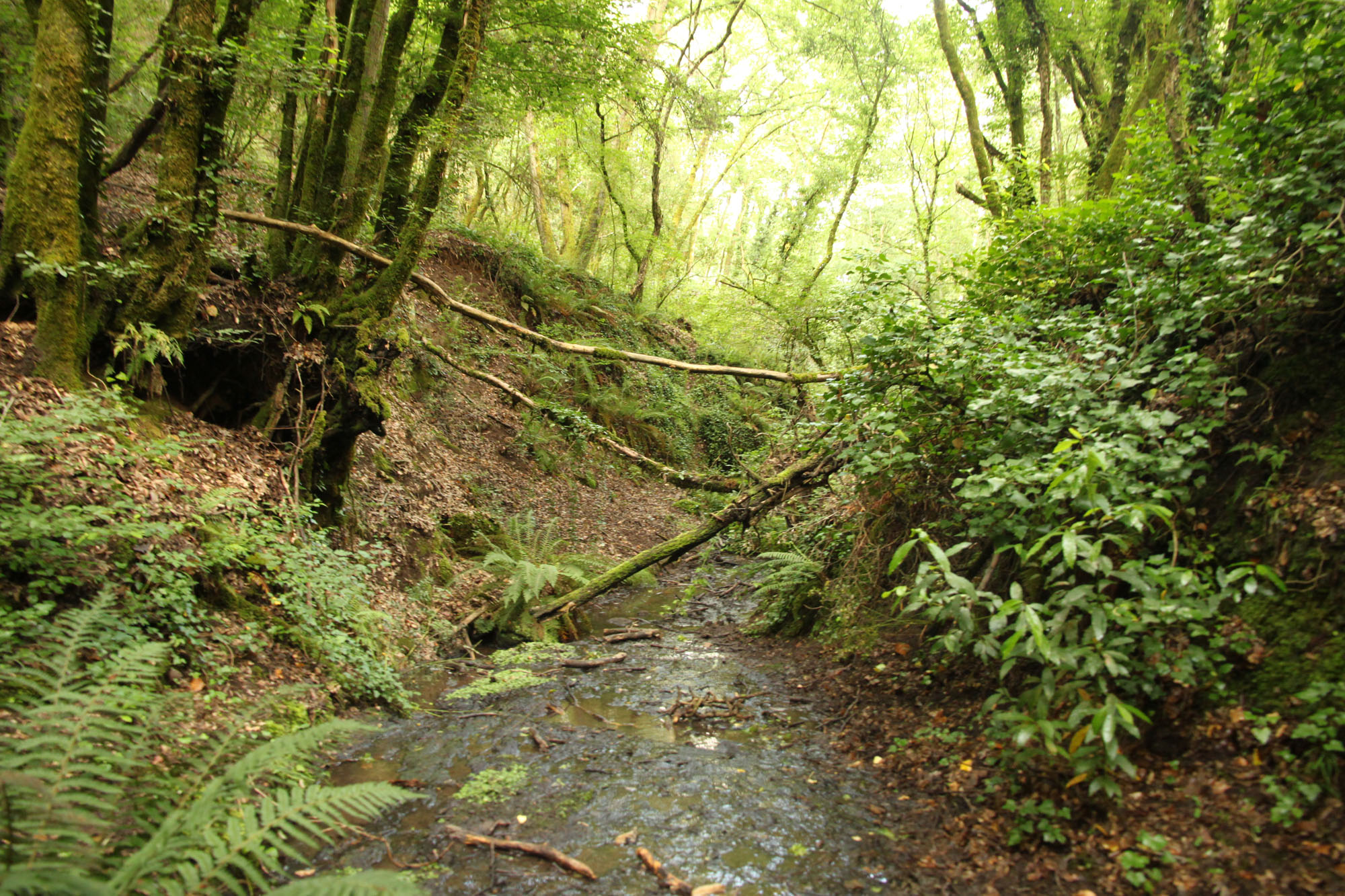 Oasi di Pian Sant’Angelo ©WWF Italia