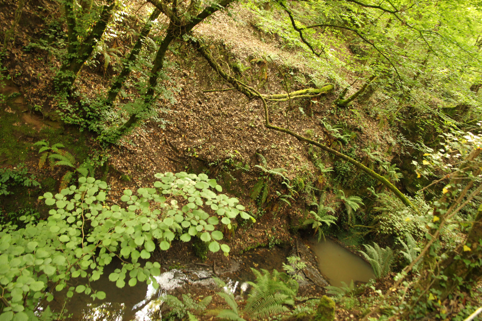 Oasi di Pian Sant’Angelo ©WWF Italia