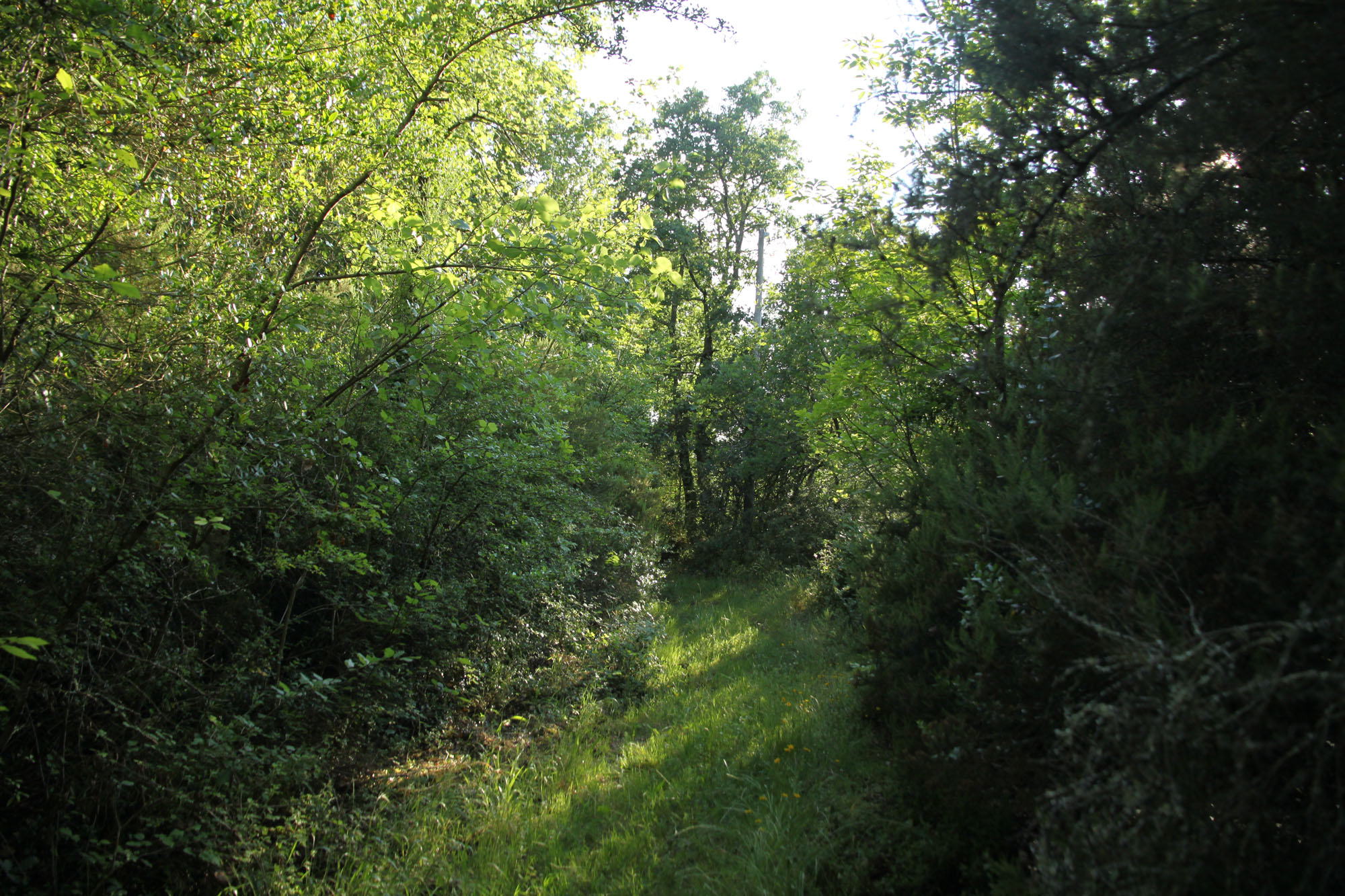 Oasi di Pian Sant’Angelo ©WWF Italia