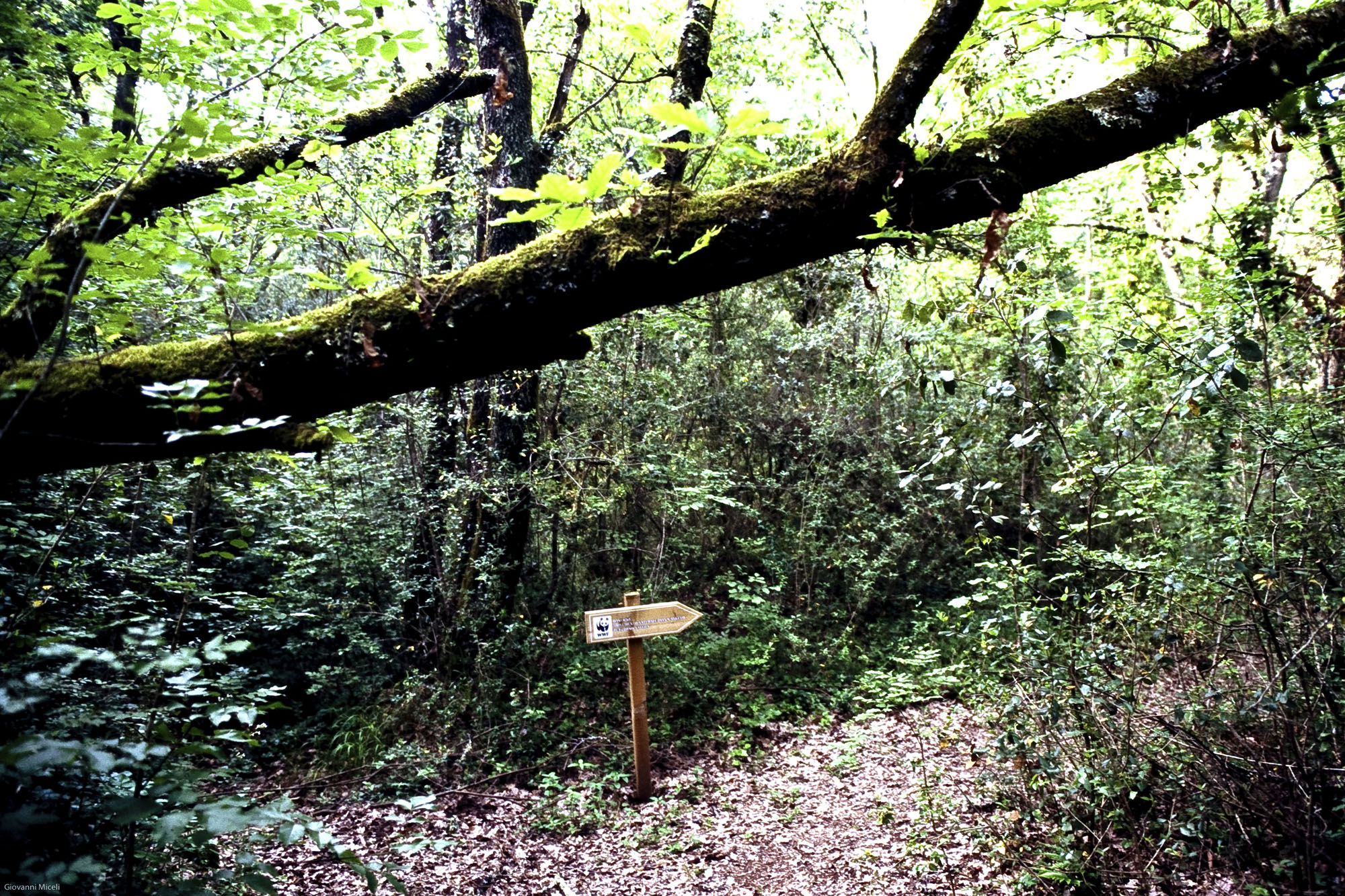 Sentiero natura, Oasi di Pian Sant’Angelo © Giovanni Miceli