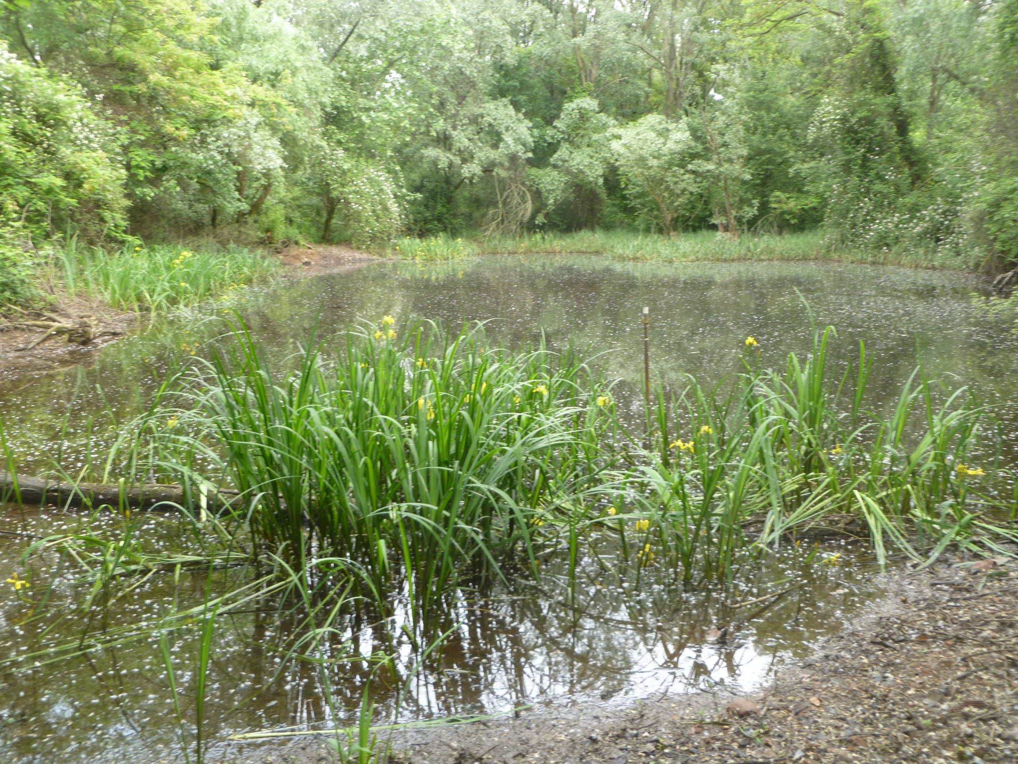 Oasi Le Foppe © Enrico Ciocca