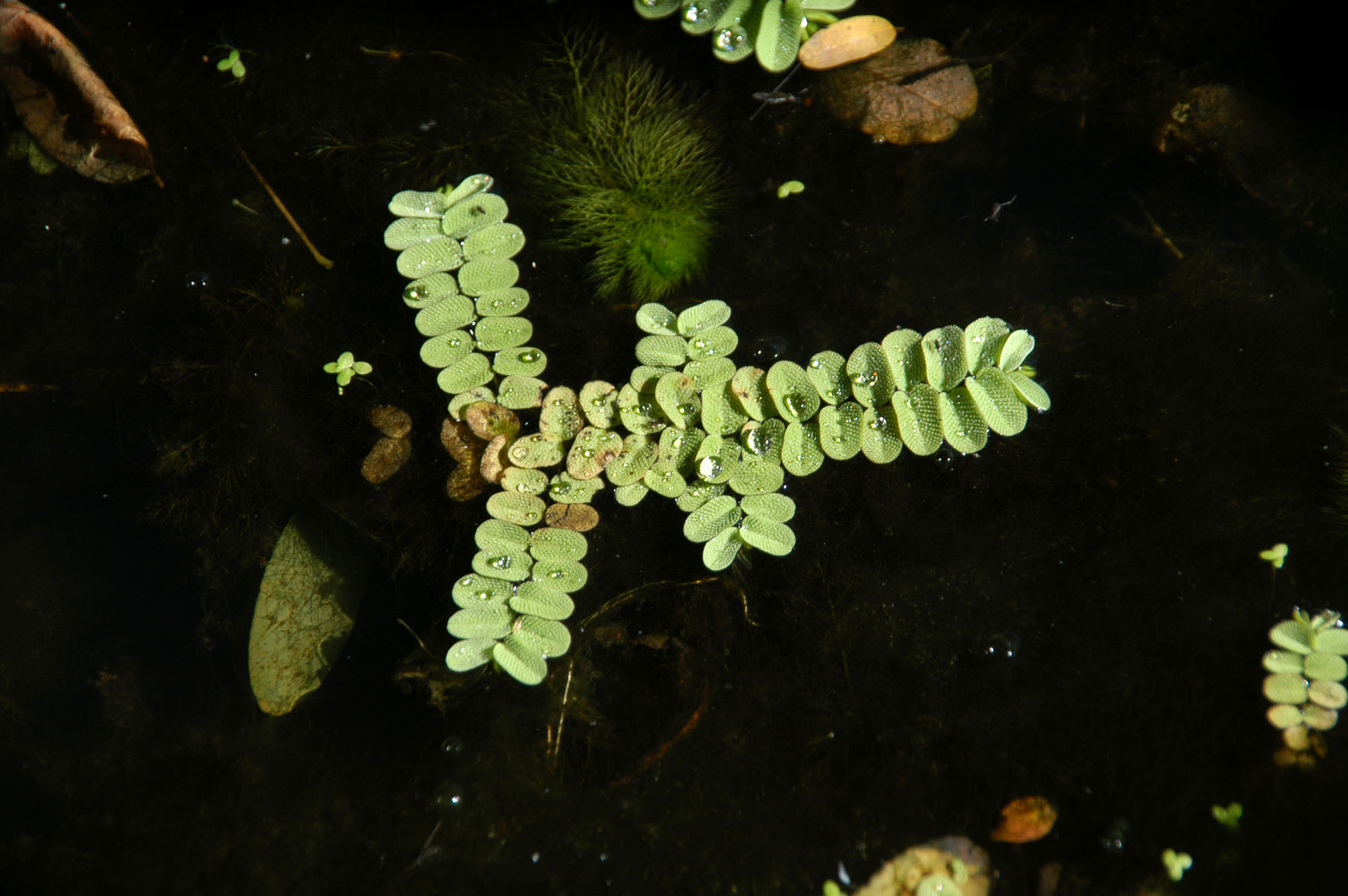 Oasi Le Foppe © Luca Gariboldi