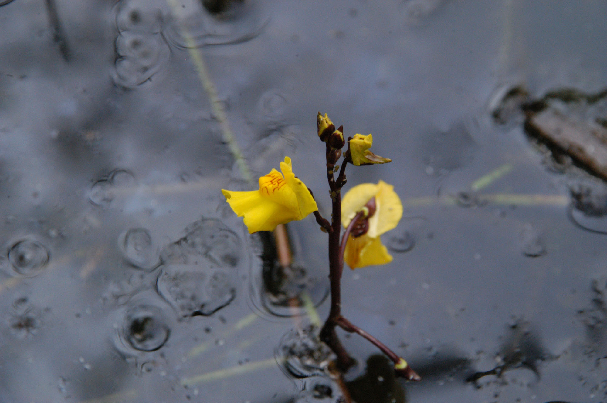 Oasi Le Foppe © Luca Gariboldi