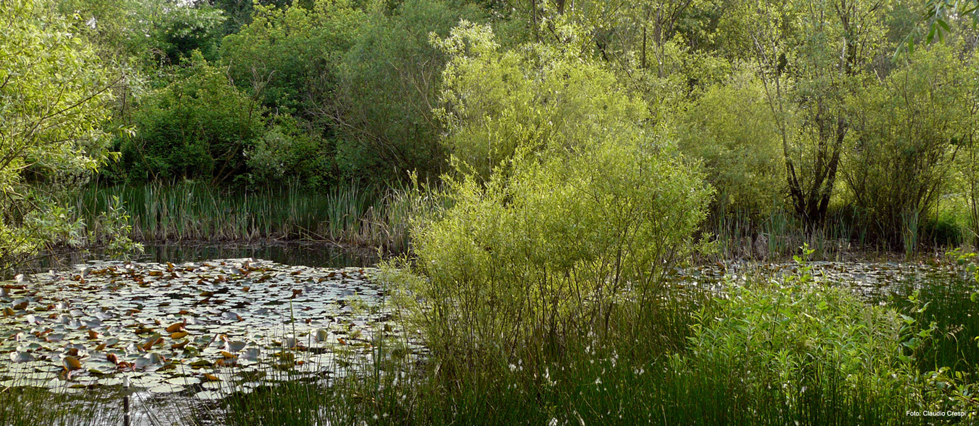 Oasi Le Foppe © Archivio WWF