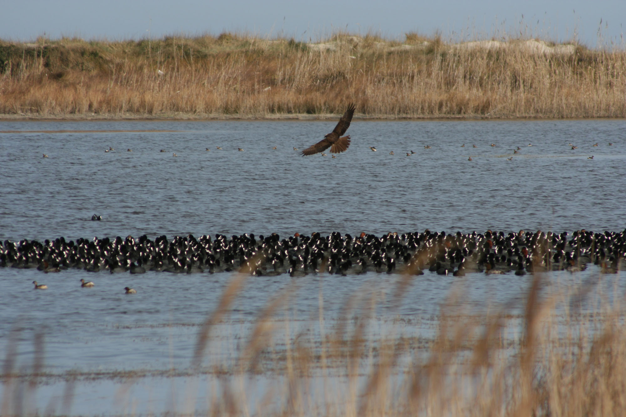 Le Cesine © G. De Matteis