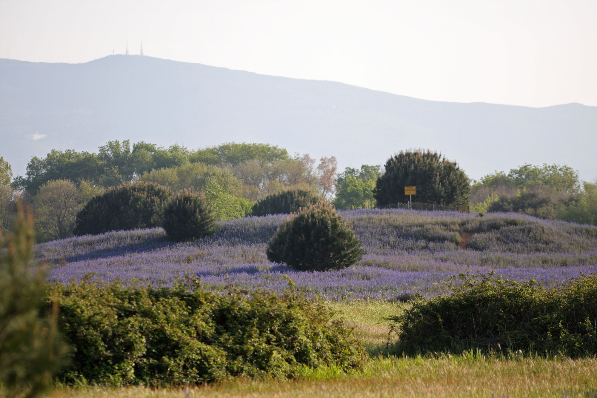 Giardino botanico di Orbetello © F. Cianchi