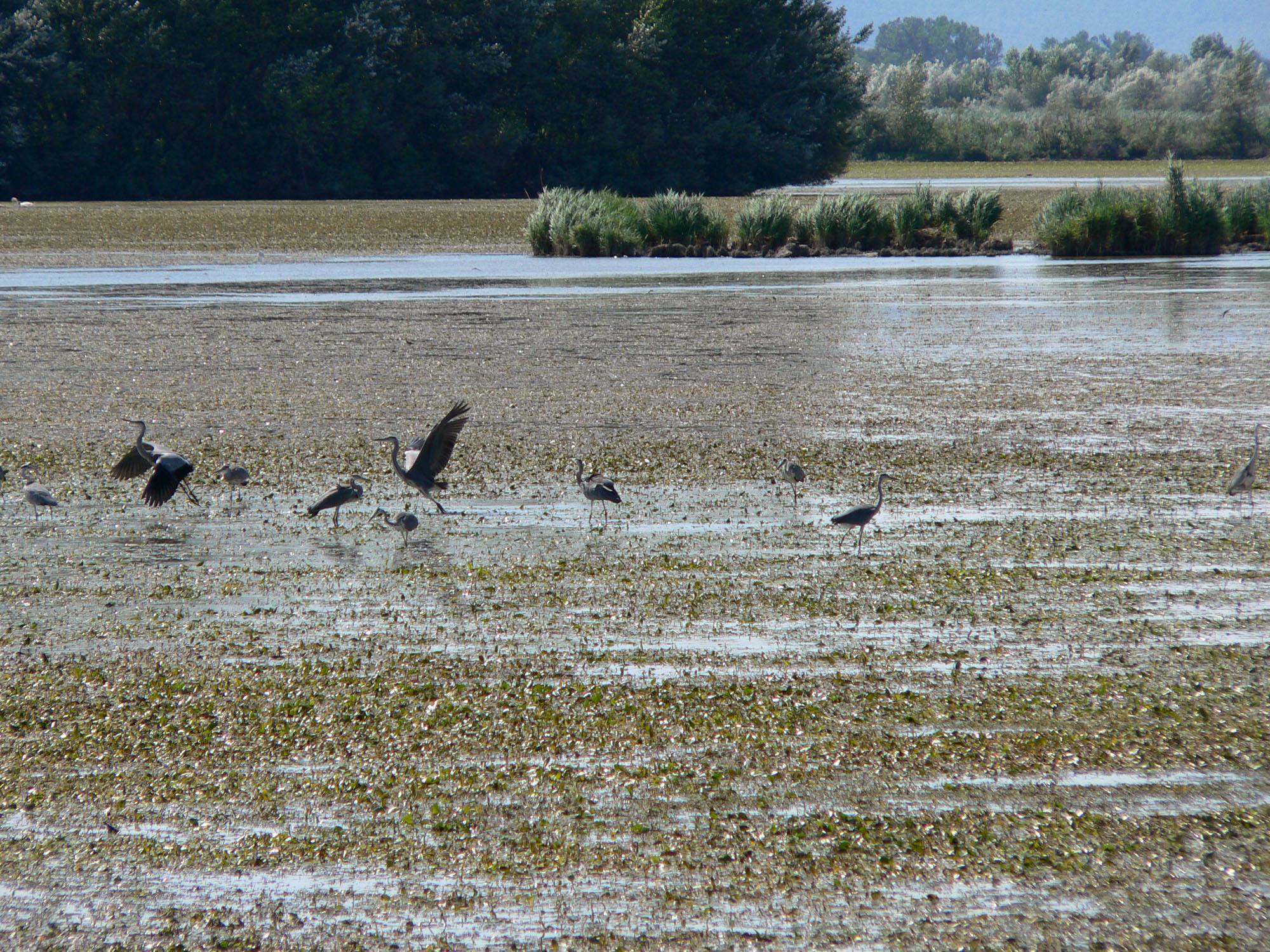 Aironi cenerini © A. Capoccia