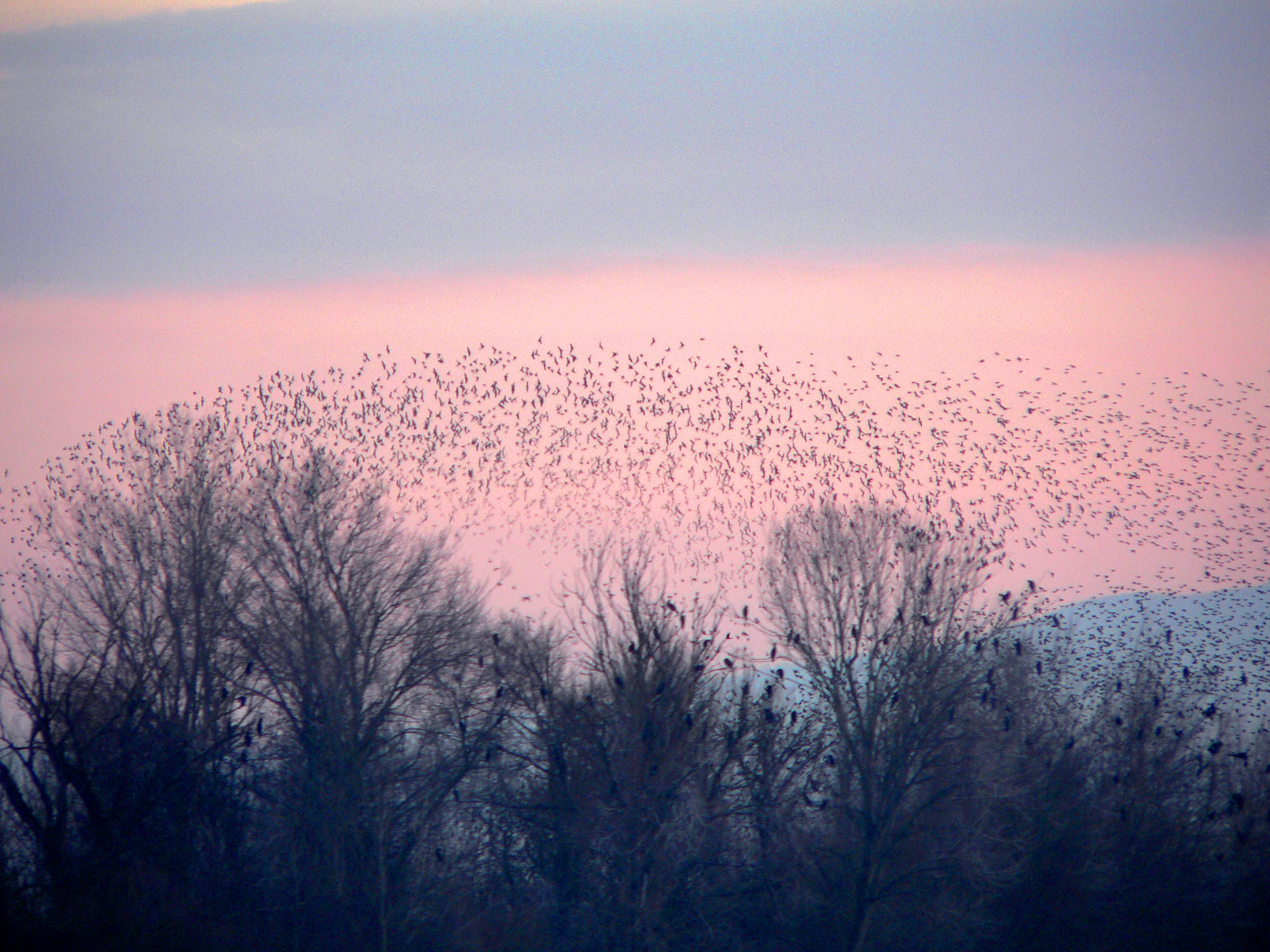 Storni © A. Capoccia