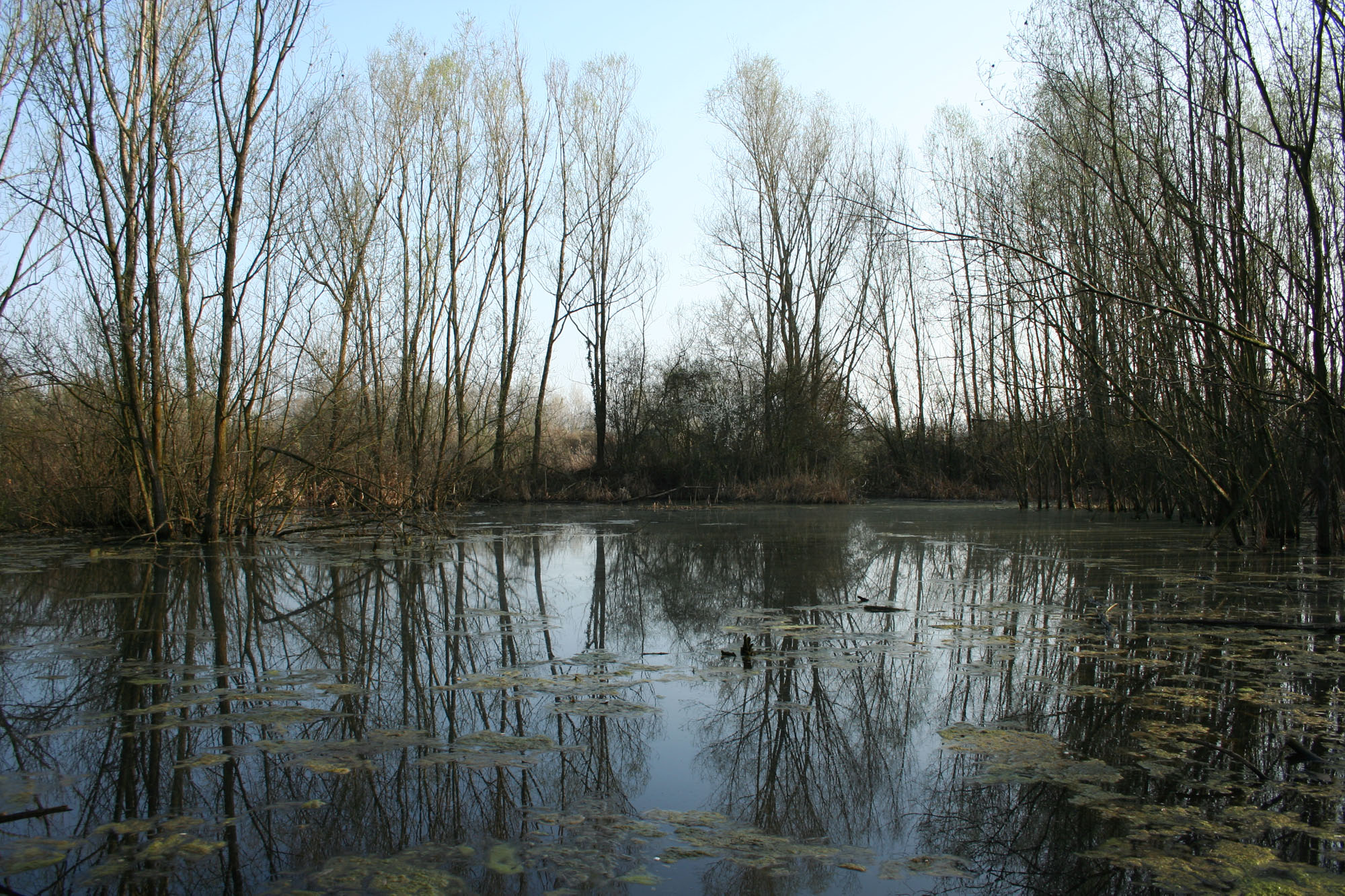 Panoramica oasi di Stagni di Casale © T. Menegozzo
