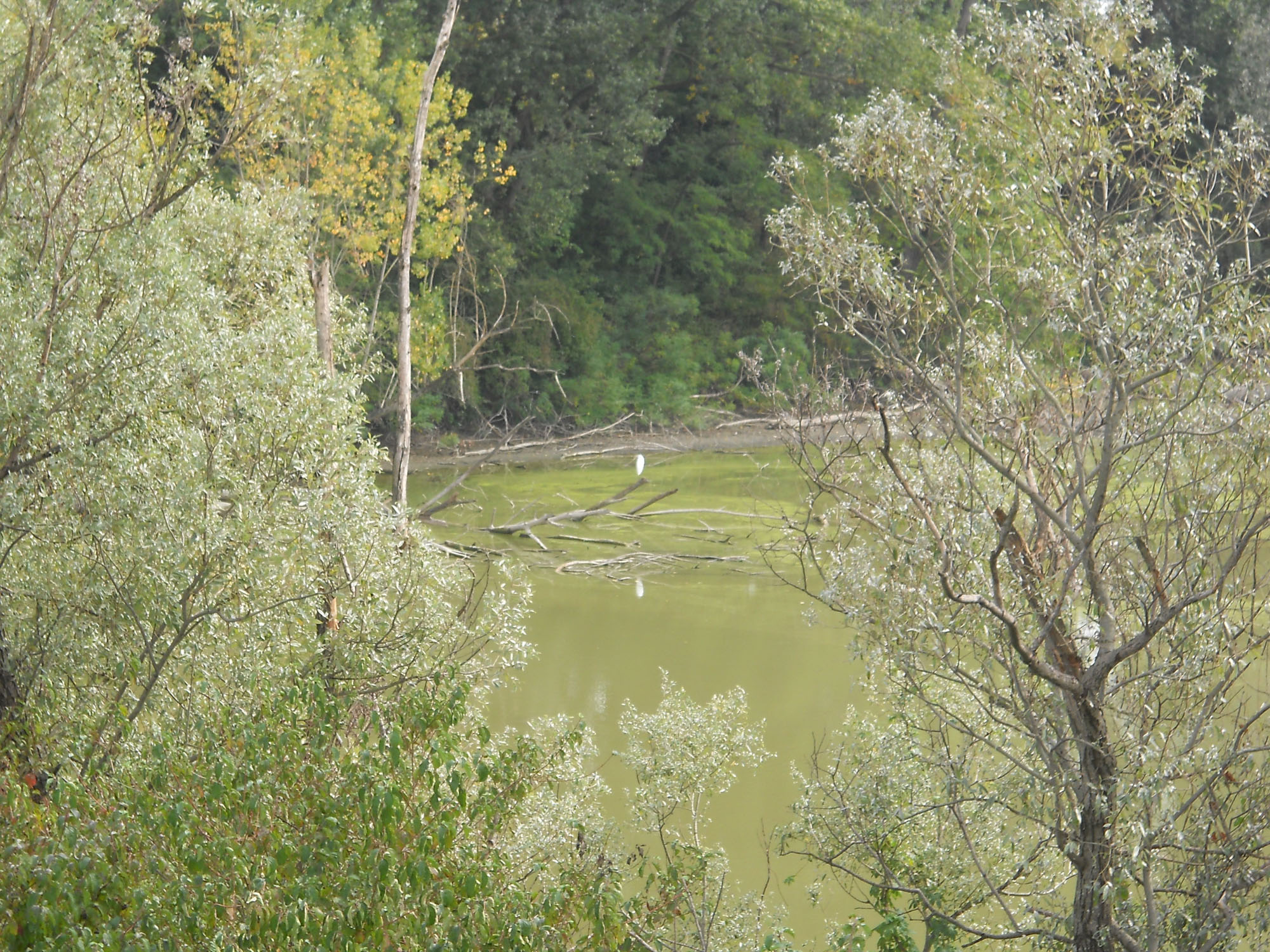 Airone della garzaia. L'oasi golena Piarda tra Villanova Mar ©WWF Italia