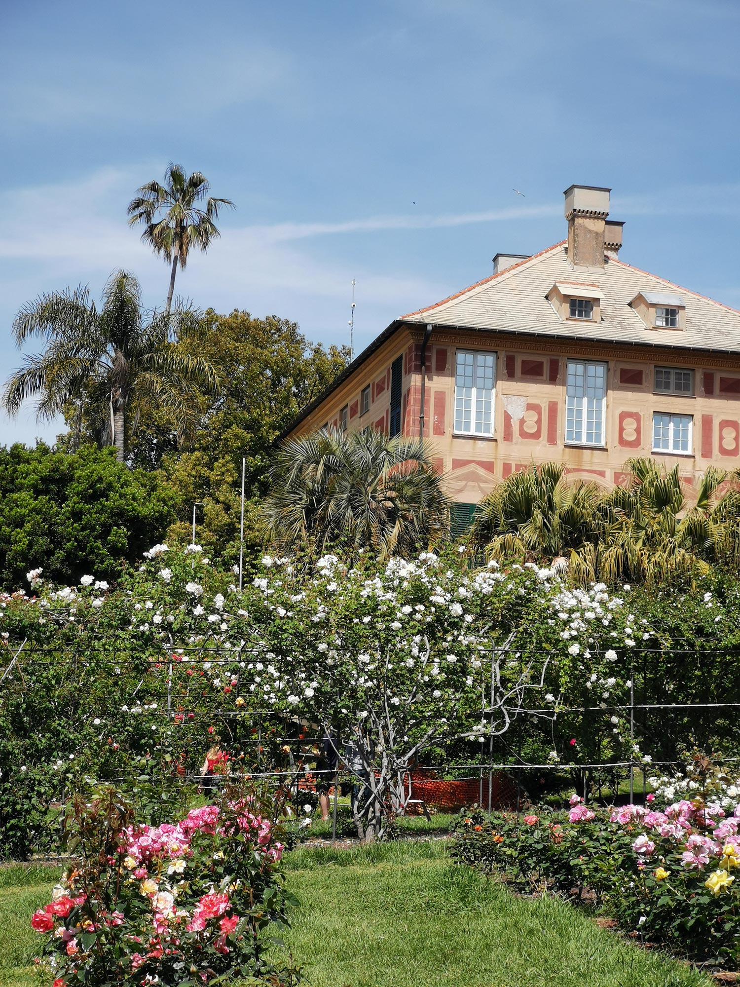 Nervi Il roseto nei Parchi di Nervi © Monica Martinelli