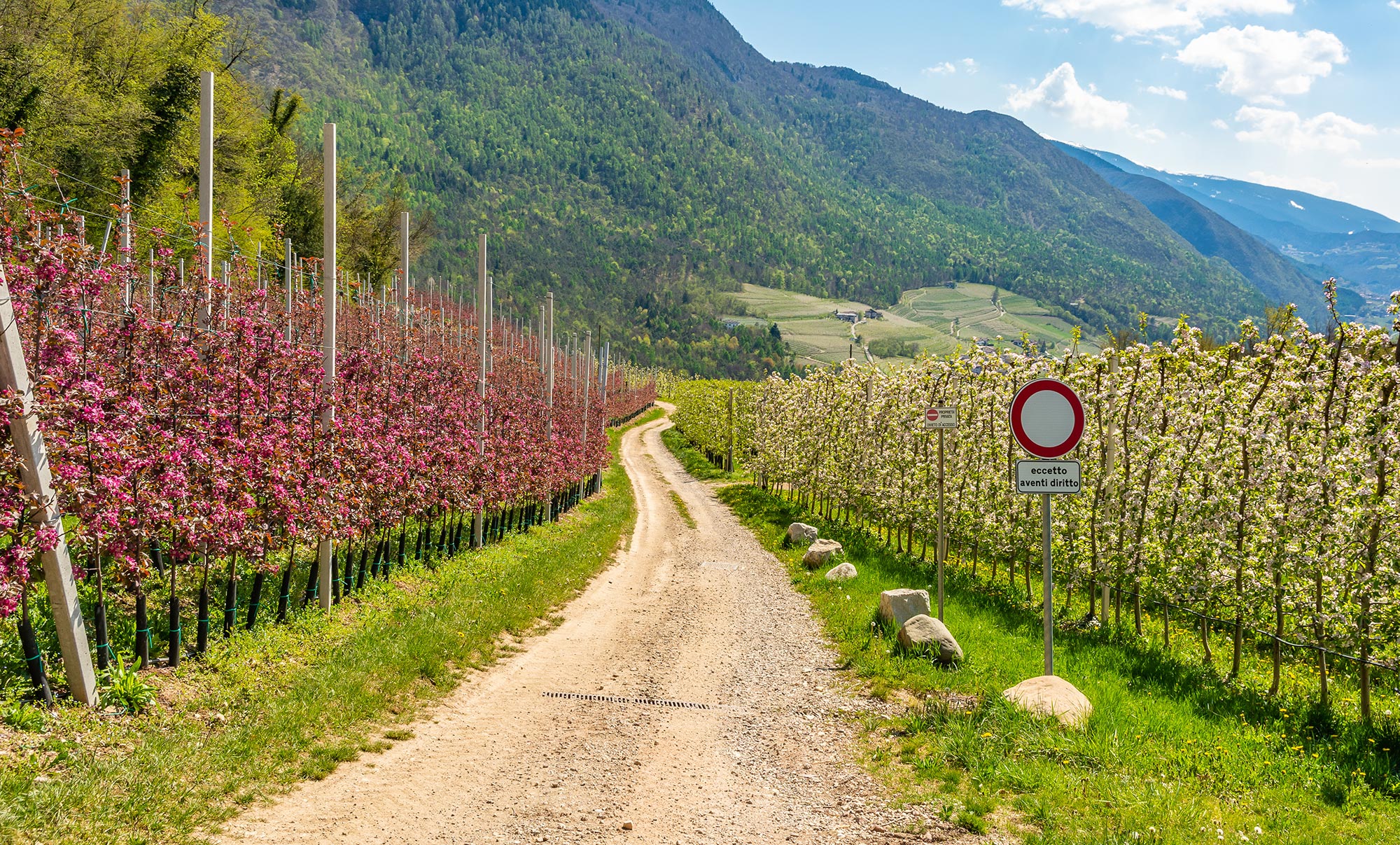 Val di Non Meleti in fiore in val di Non © Adobe Stock/lorenza62 – ID 430784957