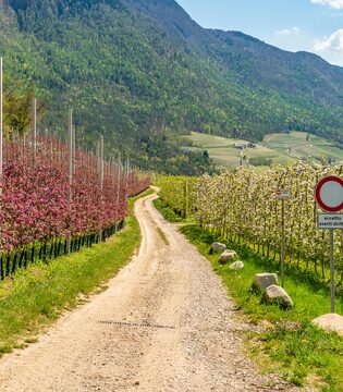 Val di Non Meleti in fiore in val di Non © Adobe Stock/lorenza62 – ID 430784957