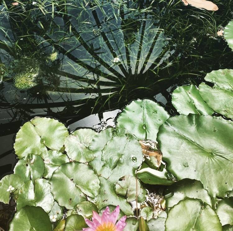 L’Orto Botanico di Napoli ©Stefania Marini/concorso fotografico TCI Monumenti d’Italia