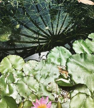 L’Orto Botanico di Napoli ©Stefania Marini/concorso fotografico TCI Monumenti d’Italia