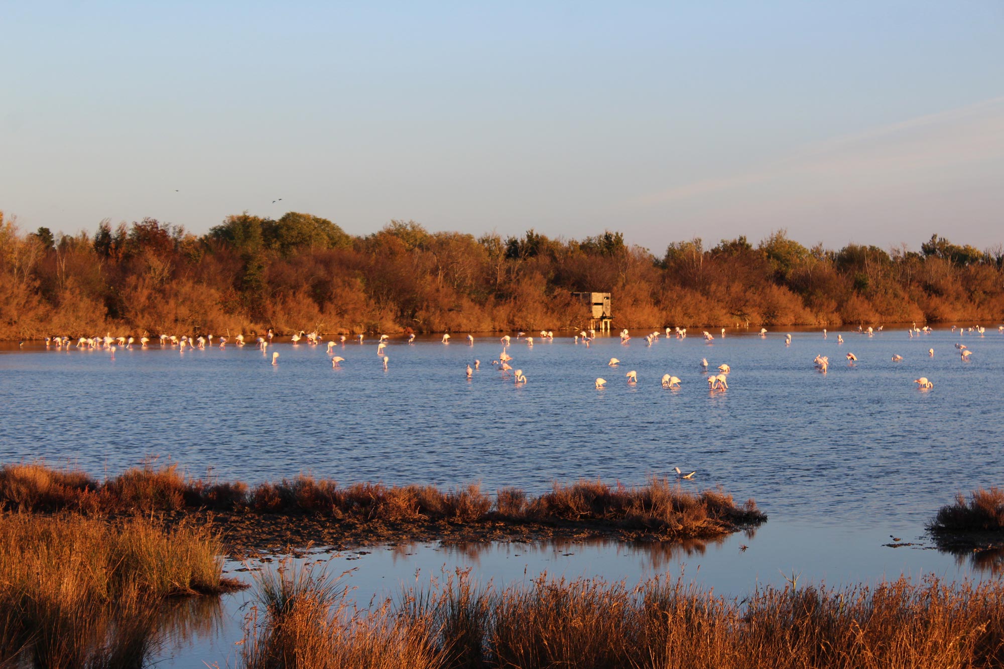 Centro visite della Riserva naturale Valle Cavanata (Grado) Fenicotteri rosa negli specchi d'acqua salmastra della Riserva naturale della Valle Cavanata © Riserva naturale della Valle Cavanata/Tina Klanjšček