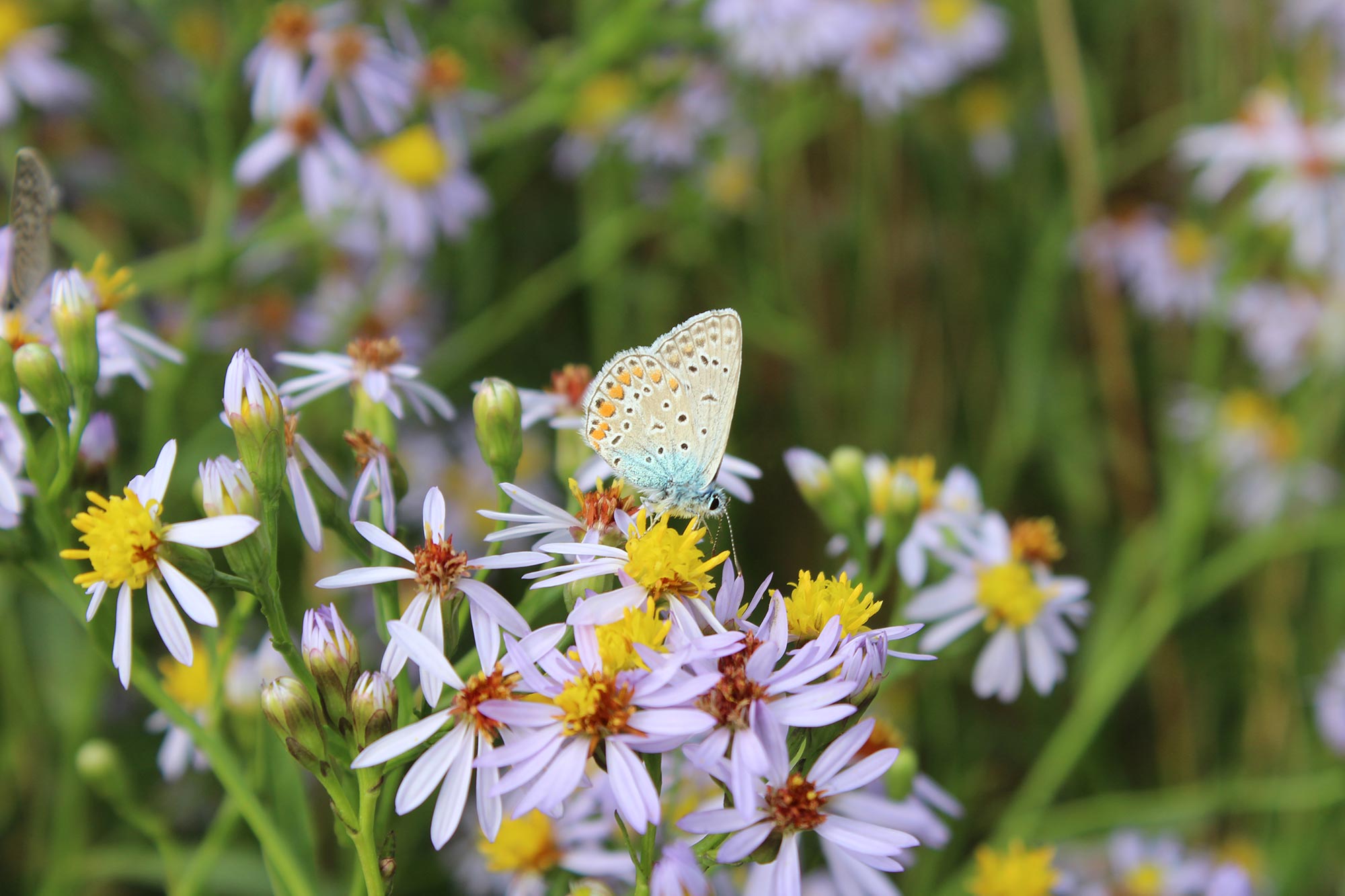 Centro visite della Riserva naturale Valle Cavanata (Grado) Farfalla su fiori di astro di mare (Tripolium pannonicum), pianta diffusa nella Riserva naturale della Valle Cavanata © Riserva naturale della Valle Cavanata/Tina Klanjšček