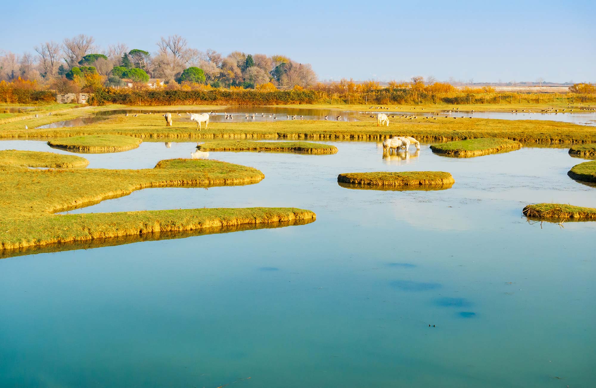 Isola della Cona Isola della Cona © Mario Savoia/Shutterstock.com