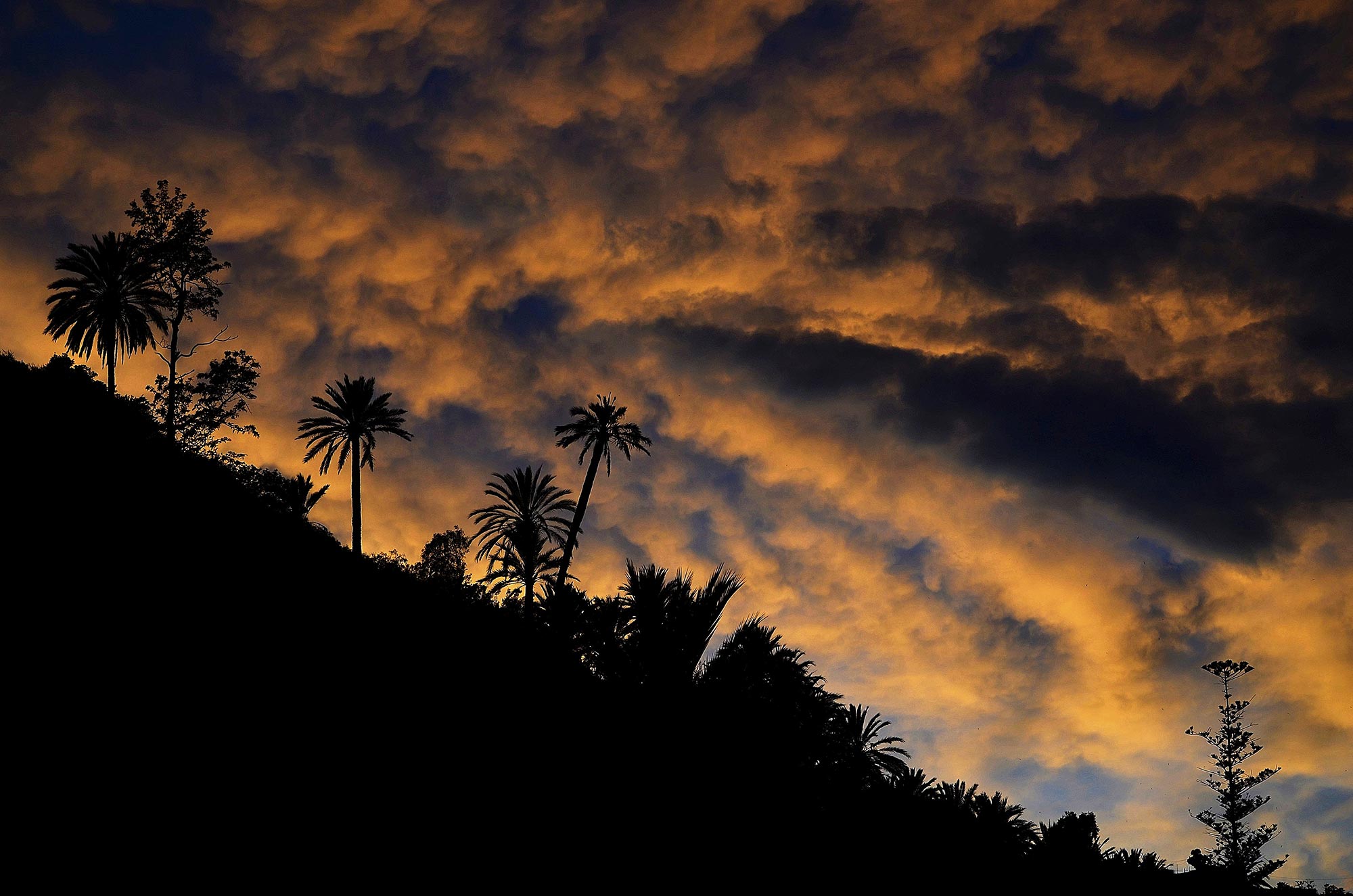 Bordighera Tramonto sul palmeto storico di Bordighera © Jubea Cilensis, concorso fotografico TCI Cieli d'Italia