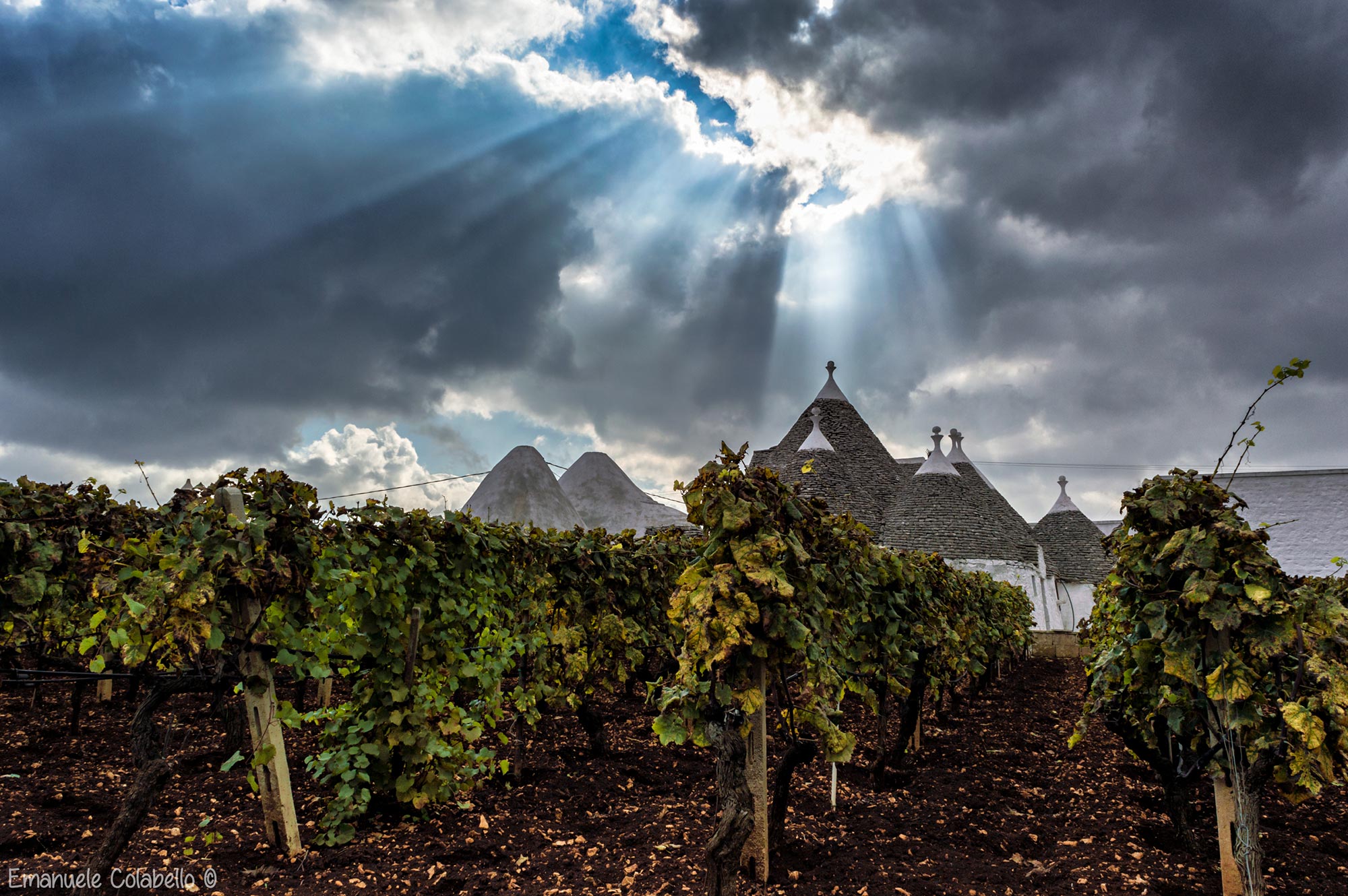 Locorotondo I vigneti della campagna di Locorotondo e i trulli sullo sfondo © Emanuele Colabello, concorso fotografico TCI I paesaggi del cibo