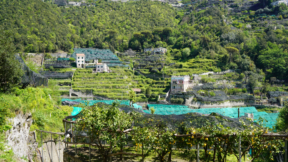 Limonaia di Amalfi @Amalfi Lemon Experience © A. Rossi, Camaleo S.r.l (Roma)