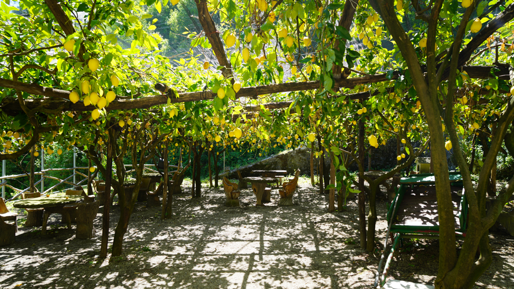 Limonaia di Amalfi @Amalfi Lemon Experience © A. Rossi, Camaleo S.r.l (Roma)